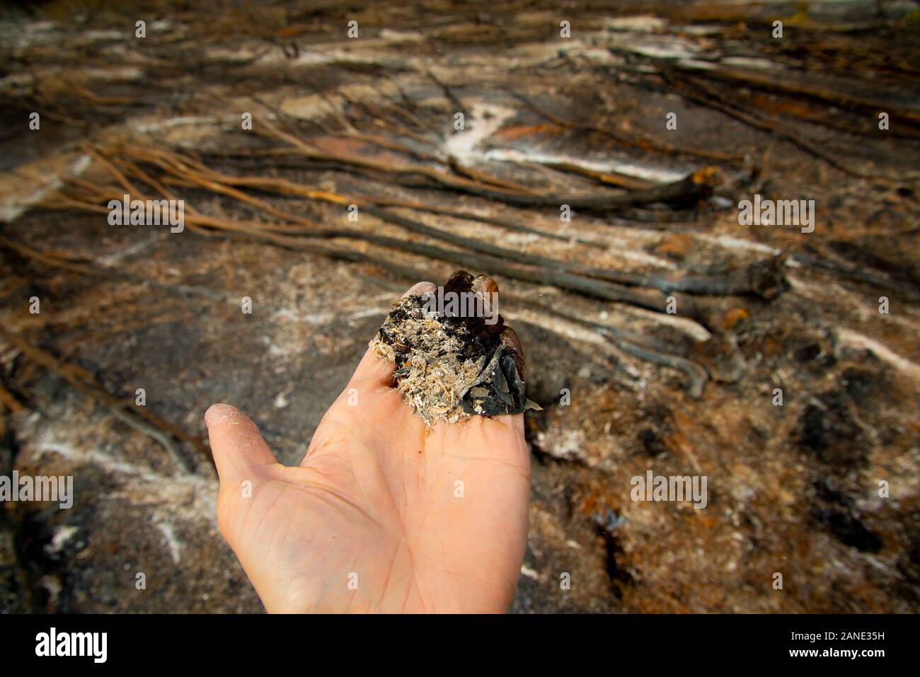 Bush Fire devastazioni in Australia Foto Stock