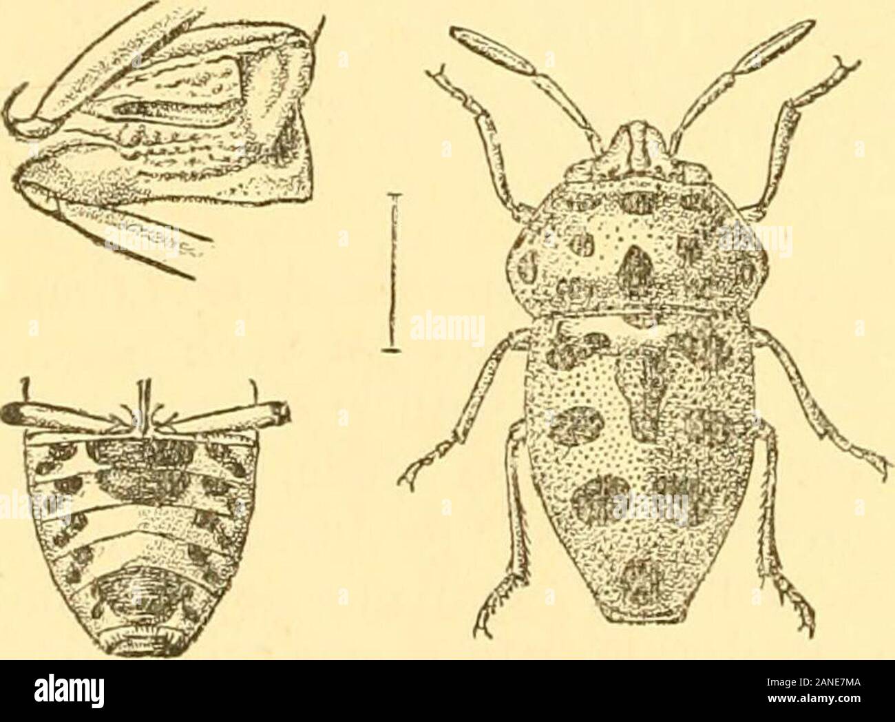 Rhynchota .. . Zione. Attualmente registrati solo da India.questo genere è quello di essere riconosciuto da quattro antenne snodato,che lo separano dalla precedente generi, ad eccezione Tetrarthia,dal quale differisce per la non-solcato l'addome. 121. Fitha ardens. A piedi. Cat. Het. I, pag. 45. 1 (1867). Verde dorato, ellittica, grossolanamente forato. Testa con due solchi longitudinali. Un-lennee nero, giunto iirst conla rossastro di base. Pronotumwith sei macchie viola eun simile posto vicino eachlateral angolo. Scutellumwith seguenti purplej^pentole-one basale centrale,uno allungato e discale,tre su ciascuna un laterale Foto Stock