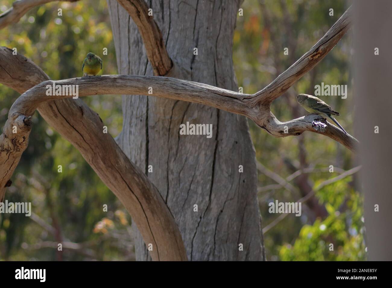 Nativi Australiani rumped Red Parrot, maschio e femmina. Foto Stock