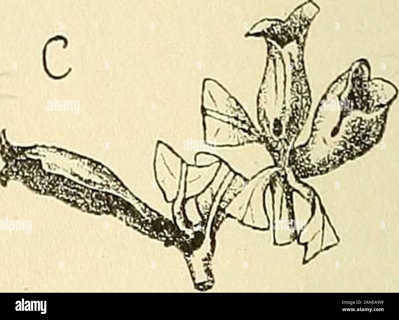 Les zoocécidies des plantes d'Afrique, d'Asie et d'Océanie : descrizione des galles, illustrazione, bibliographie détaillée, répartition géographique, indice bibliographique . Quercus RoburCynips tomentosa (n° 292)Fig. iSg (a). - Dap. nat.Fig. 160 {b). - Dap. nat.. Quercus robur Cynipide (n 298) Fig. 161 (c). - Ira. Trotter - Gécidie constituée comme celle du Cynips Stefanii, maisla partie supérieure au lieu dêtre étalée en onu disque concaveest rétrécie, presque toujours lobée (fig.i6i) ; lensemble formeune coupe profonde et étroite. Q.ped. Cynipide 293 Trotler,i9o3jp.211-312,n°i65, pi.11,17, ® Foto Stock