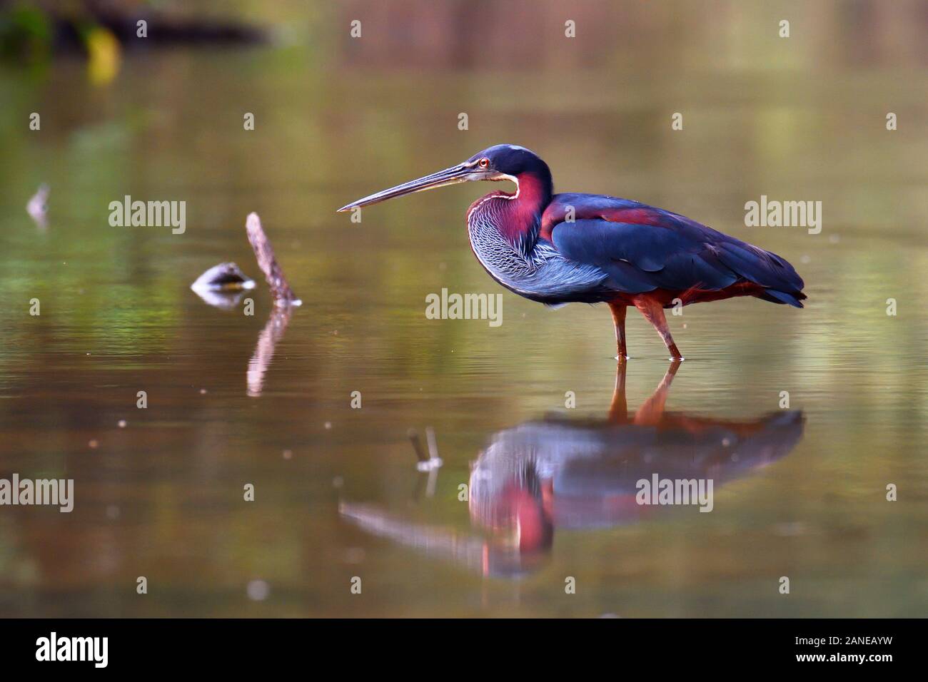 Agami Heron pesca nella foresta pluviale del Costa Rica. Questo Heron è raro è molto difficile da vedere. È l'airone più bello e raro dell'America Latina. Foto Stock