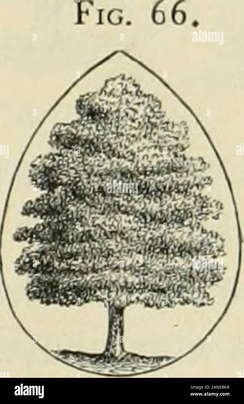 L'arte di abbellire casa suburbana motivi di piccole extentWith descrizioni delle belle e hardy arbusti e alberi cresciuti negli Stati Uniti . Fig. 67. Foto Stock