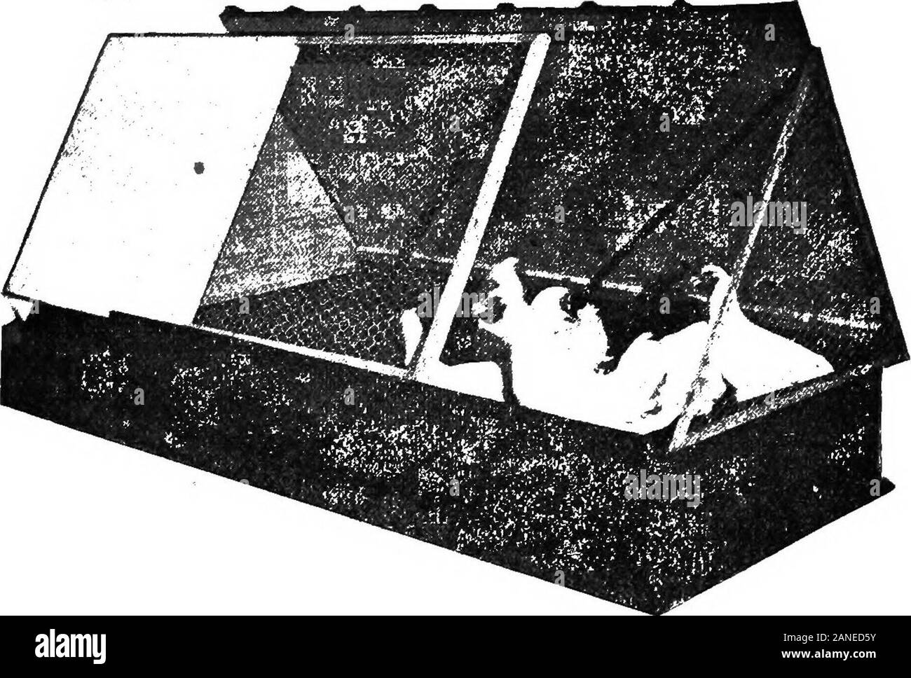 Il sistema Philo progressiva di pollame mantenendo . Una colonia Coop fatta della chioccia Coop. Essi sono confinati per la chioccia fine della coop sotto il muslinuntil sono due o tre giorni o vecchio abbastanza così che essi avranno modo findtheir torna alla chioccia senza assistenza. Il terreno sotto la coop dovrebbe essere composta in gran parte da sabbia o ghiaia,e accuratamente vagliati,a meno che non sia molto sottile e morbido che il pulcino cibo 45 può essere inclinato in e i pulcini in grado di graffiare il tutto, quando thechicks sono più grandi è necessario al capocorda di massa per tenere pulite in condizione di salutare per i polli. Quando Foto Stock