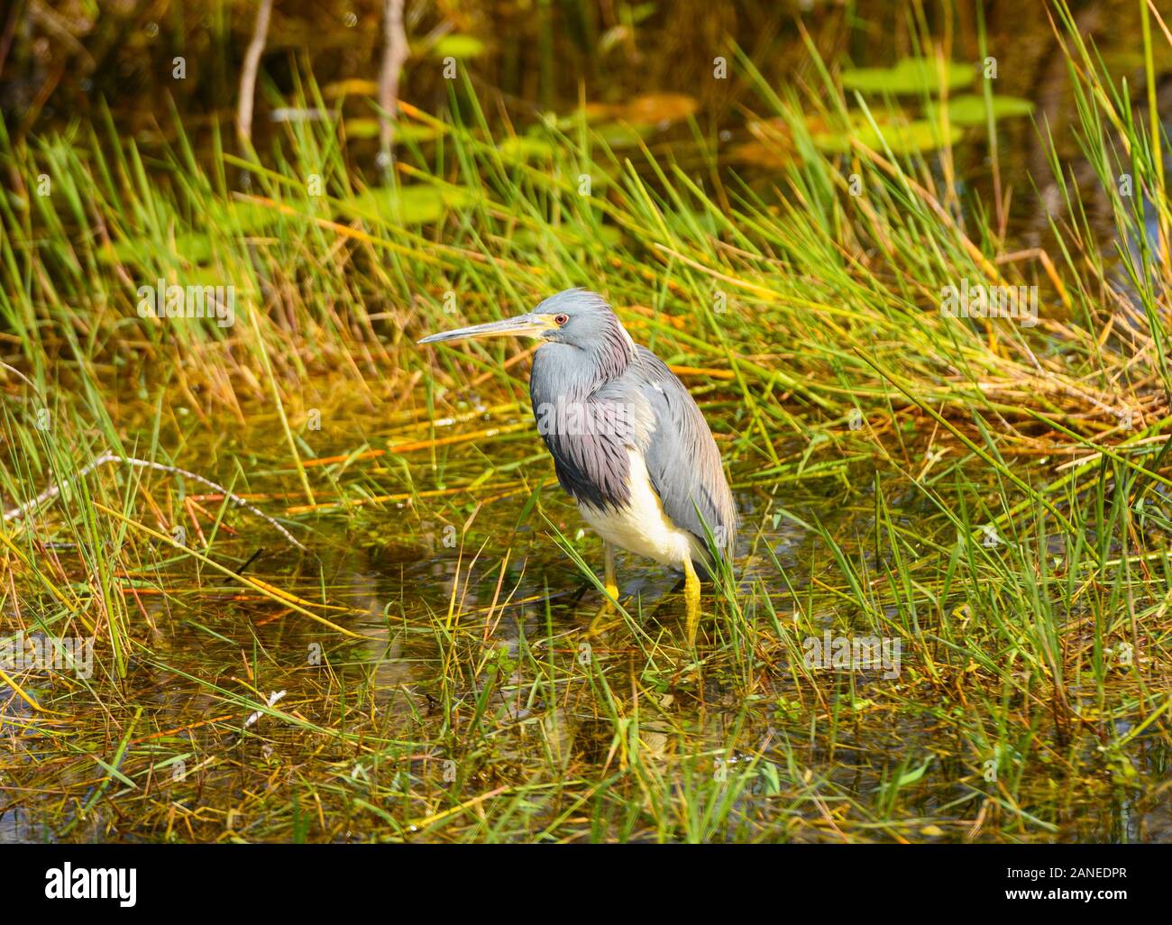 Airone tricolore in Everglades della Florida Foto Stock