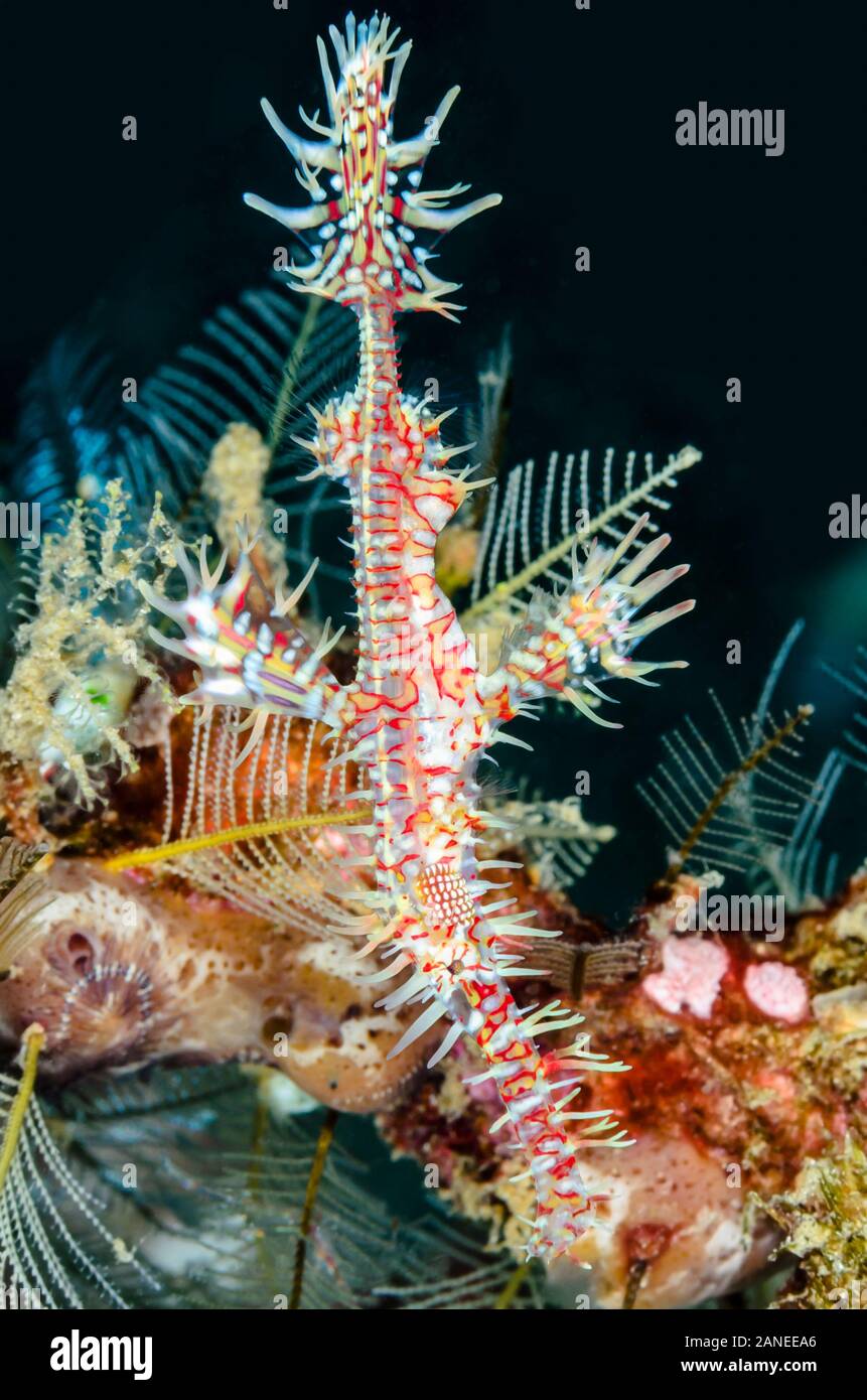Ornate o Arlecchino ghost pipefish, Solenostomus paradoxus, Lembeh strait, Nord Sulawesi, Indonesia, il Pacifico Foto Stock