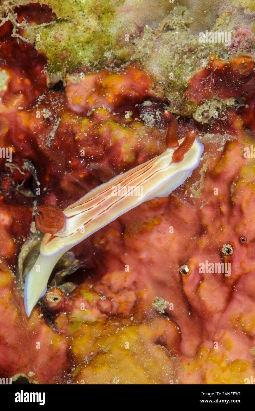 Sea slug o nudibranch, Hypselodoris emma, Lembeh strait, Nord Sulawesi, Indonesia, il Pacifico Foto Stock