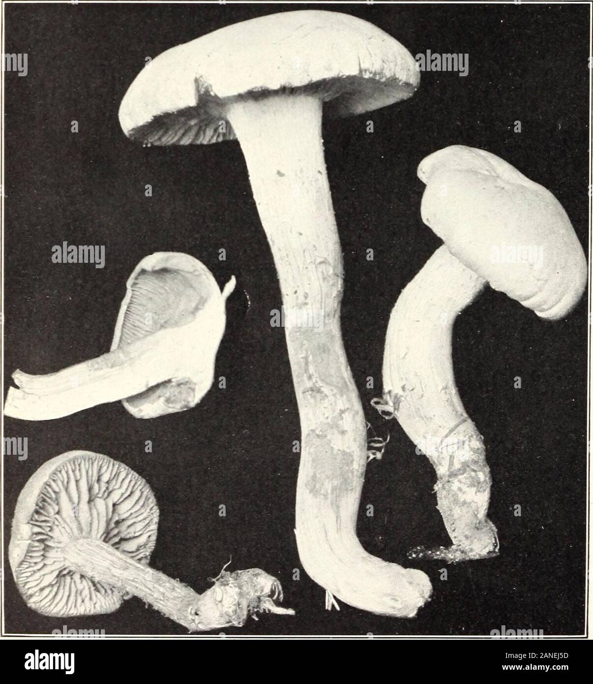 I funghi e gli altri comuni funghi . Fig. 2- Clitocybe laccata. (Commestibile. Bui. 1 75, U. S. Dipartimento di Agricoltura. Piastra XII. T^ ^ f *•* ^^ ^w v^ v r* ? - Ft v^tt Fig. 1.-Omphalia campanella. (Commestibile.). Fig. 2.-Clitocybe ochropurpurea. (Commestibile.) Bui. 1 75, U. S. Dipartimento di Agricoltura. Piastra XIII. Foto Stock