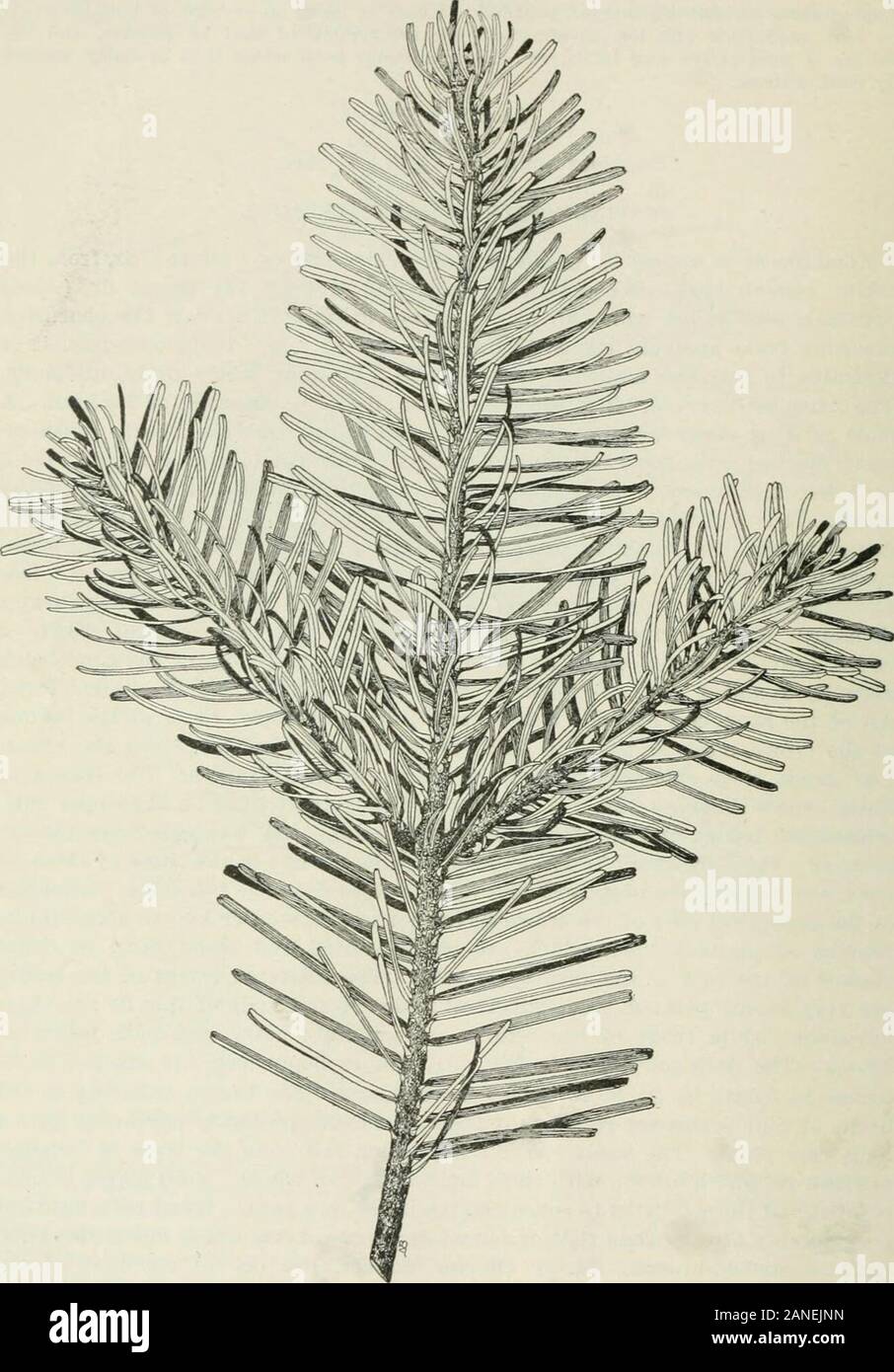 Gli alberi della foresta del versante pacifico . utely pelosi e yellowishbrown pallido. Il viola scuro coni (fig. 49), maturi nel mese di settembre, sono circa 4 a 5Jinches in lunghezza da 2^ a 2i pollici di spessore. Le brattee aderiscono alla thebacks di scale a cono sono arrotondati in corrispondenza delle loro estremità libere, si restringe gradualmente in lungo, punto sottile. I semi (fig. 49, una), che cadono dagli alberi in ottobre,sono opache marrone giallastro, con luce brillante di colore bruno ALI. Foglie di sementi bluntlypointed e tre quarti di .sette ottavi di pollice lungo. Il legno morbido, butconsiderably luce più pesante di quella del bianco o grand abeti. È Foto Stock