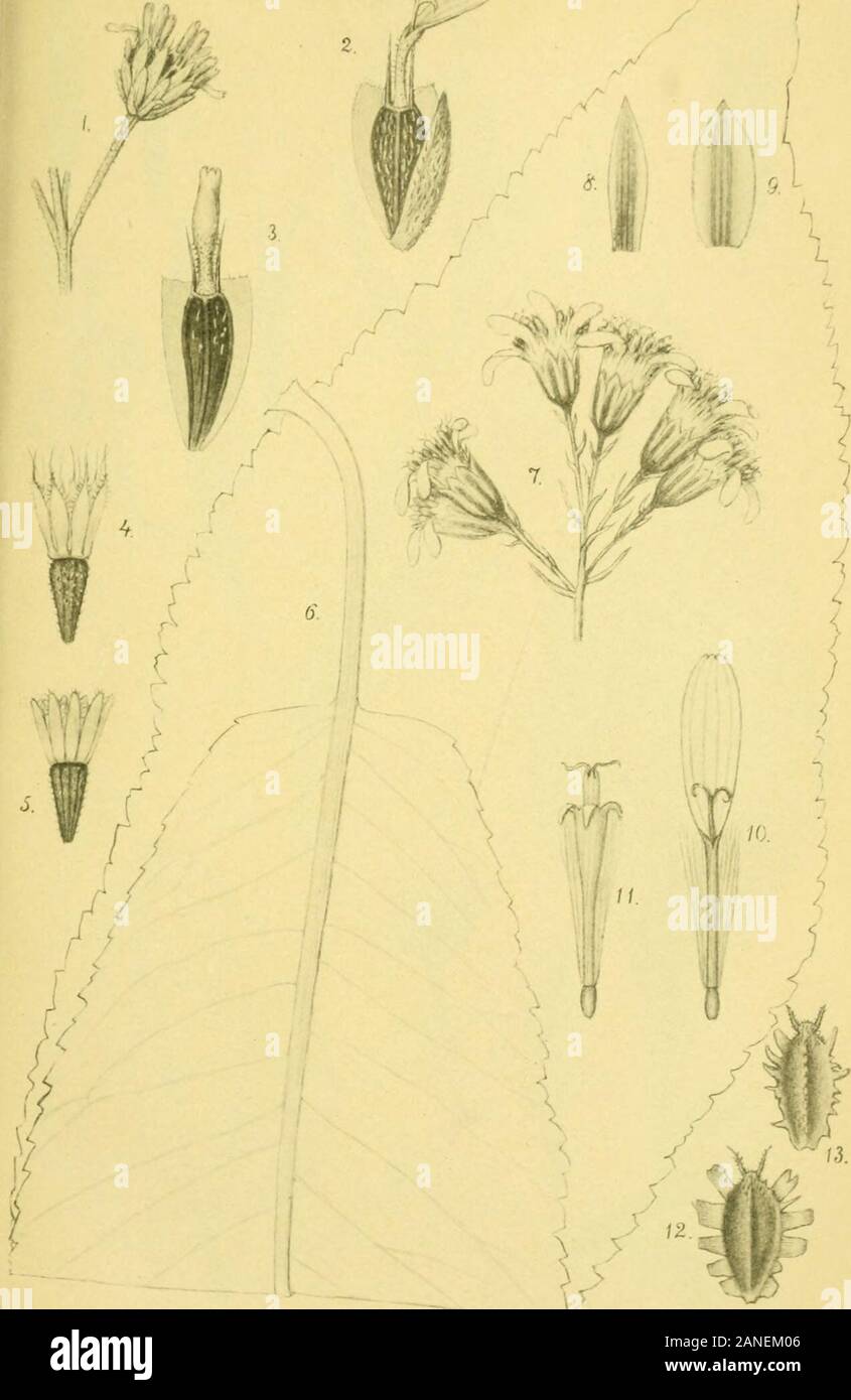 Arkiv för botanik . fl. Ekblom del. Ljustryck ]. Cederquist Sthlm. 1-4. Vcrnonia amplexicauiis R. E. P. - 5-9. Lophopappiis cuneatus R. E. Fr.10-11. Liabum polymnioides R. E. P. ARKIV FÖR BOTANIK. La fascia 5. N:o 13. TAF, 2.. P. Ekblom del. Ljustryck ]. Cederquijt 5thlm. 1-3, Vcrbcsina flavovircns R. E. P. - 4-5. Galinsoga pr.rviflora Cav.6-11. ScnccioBomani R. E. Fr.- 12-13. Synedrcllopsis Grisebachii Hier, et OK. ARKIV FÖR BOTANIK. La fascia 5. N:o 13. TAF. 3. Foto Stock