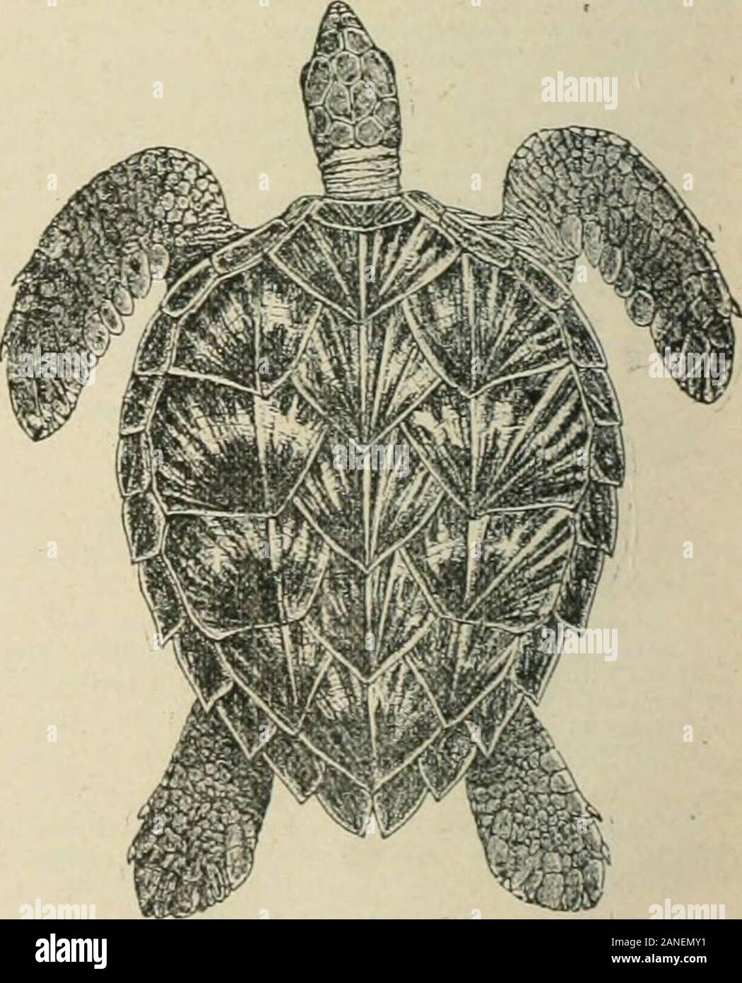 Enciclopedia Britannica; un dizionario delle arti, scienze e literatureWith generale mappe nuove e originali articoli americani da eminenti writersWith American le revisioni e aggiunte, portando ciascun volume fino alla data . Fig. 5.-tartaruga verde {Chdonia vinJu Sroto quelli delle altre isole. Un grande maschio sj&GT;ecimen, fromAldabfa, che è stato importato in Loudon sotuc anni fa, pesati. Ho iG. G.-Mawksbill Tunle (Carcffa tnibnca(a). sulle loro spalle, non riescono a recuperare la loro posizione naturale.le loro forme di cattura un regolare esercizio ovunque esse si verifichino in anynumbers. Relativamente pochi sono catturati in Foto Stock