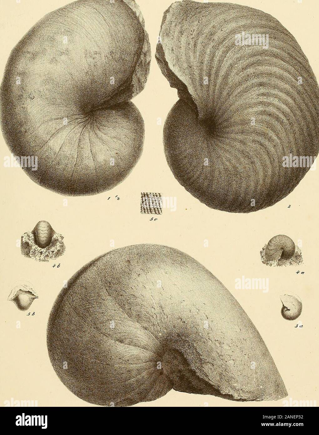 Cephalopoden der böhmischen Kreideformation . Verlag von OrA.fritsoli, Lith.v Sottlieb Häsee Sühne, Prag, TAF. 12. Nautilus sublaeTigatus, DOrbiguy. Testo pag. 21. Fig. I. Yollständi.ges unverdrücktes esemplare. Ans piano dem er der Weissenberger Schichten bei Prag.", natürlicher Giösse. Nautilus rugatus. Fr. & Schi. Testo pag. 23. 2. Ans dem Sandsteine kalkigen der Iserschichten bei Chorousek. (Melnik, Mseno.) NatürlicheGrösse. Nautilus galea, Fr. & Schi. Testo pag. 23. 3. Aus dem kalkigen Saudsteine der Iserschichten bei Jungbnnzlan. ^^ natürlicher Grösse. Nautilus Reussii, Fr. Testo pag. 25. 4. Un Foto Stock