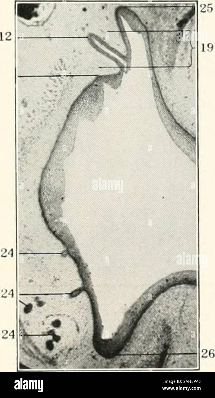 Contributi alla anatomia e sviluppo delle ghiandole salivari nel mammalia . 28 2 Fig. 114.. Foto Stock