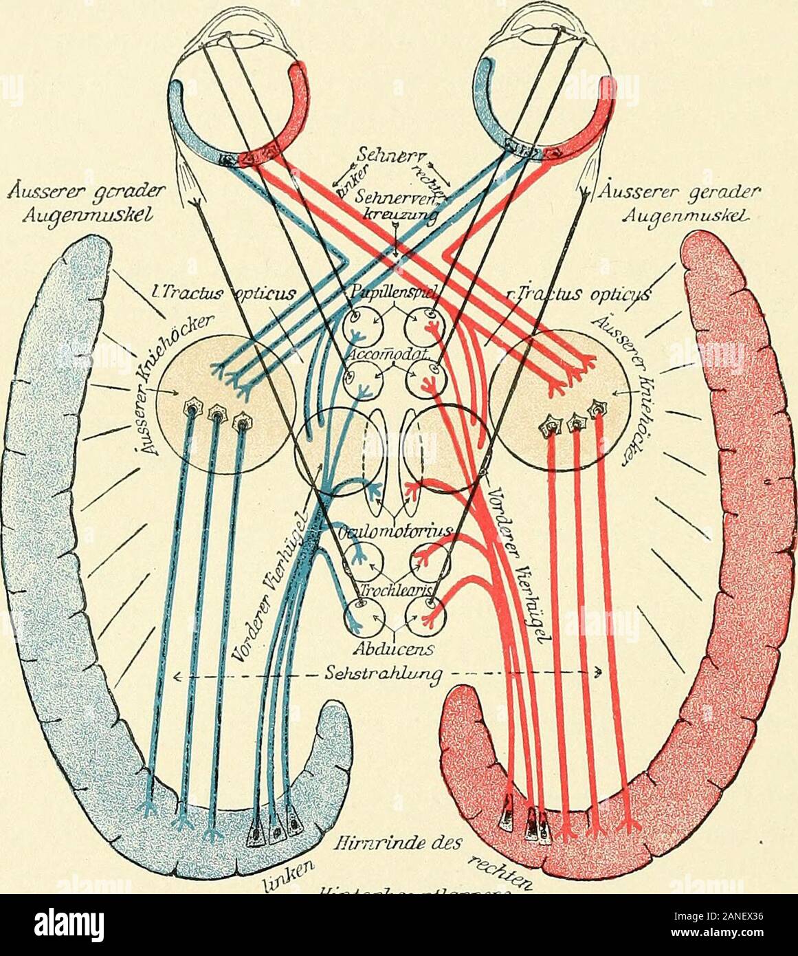 Lehrbuch der Physiologie des Menschen . ren als auch im Sehcentrum secundären derselben 1) Die von K ö 11 i k e r erschütterte Lehre von der nur theilweisen Kreu-zung der Opticusfasern ist durch neuere Forschungen wieder gefestigt worden.Eine Zusammenstellung der Litteratur findet sich in der hochinteressanten Ar-beit von S. Ramon y Cajal, "Struttura di stampo des Chiasma opticum. Deutschvon J. Bresler, Mit einem Vorwort von P. Flechsig. Leipzig, Barth. 1899.Bei den niederen Thieren, die seitlich gestellte Augen und kein gemeinsamesGesichtsfeld für beide Augen haben, besteht eine totale Kreuzung der Foto Stock