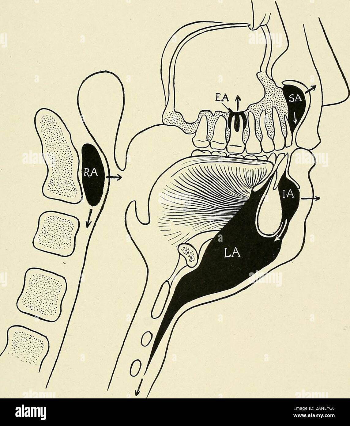 Un libro di testo di anatomia clinica : per studenti e professionisti del settore . Vena linguale, /PAVIMENTO DELLA BOCCA DI GIUNZIONE E OFHARD SOFTPALATES. Ugola. POSTERIORPILLAR ^FAUCES FAUGIAL TONSIL ANTERIORPILLAR os FAUCES. FRAENUMLINGUAE. Aperture OFSUBMAXILLARYAND SUBLINGUALGLANDS. RANINE AKTERY Fig. 26.-Vista della bocca per adulti (modificato da Spalteholz). M.I., Medio incisivo. L.I.,incisivo laterale. C, dente canino. 1Bic, primo premolare. 85. Fig. 27.-sezione sagittale della testa per mostrare la diffusione di suppurazione da denti infetti;e anche la posizione dei linfonodi retrofaringei di ascessi. SA, Subperiosteal ascesso della mascella superiore Foto Stock