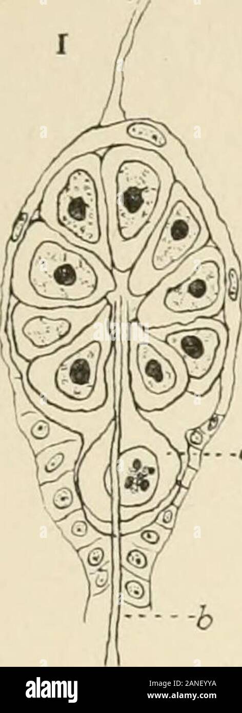 Il giornale di zoologia sperimentale . ing stadio. Fig. 33. Spermatocytes di primo ordine, mostra {a) otto dei dieci cromosomi non abbinato e(fc, c, d) i cromosomi delle stesse dimensioni in coppie. Fig. 34. Spermatocytes prima divisione, eventualmente un synapsis stadio. Fig. 35. Piastra equatoriale di maturazione prima mitosi, che mostra le variazioni di disposizione di cromo-somes (a,b,c, e doppi cromosomi, (c) cromosomi letterati come nelle Figg. 7, 12 e 23. Fig. 36. Vista laterale e vista obliqua della piastra equatoriale di maturazione prima mitosi mostra doublechromosomes. Fig. 37. Anaphase di maturazione prima Foto Stock