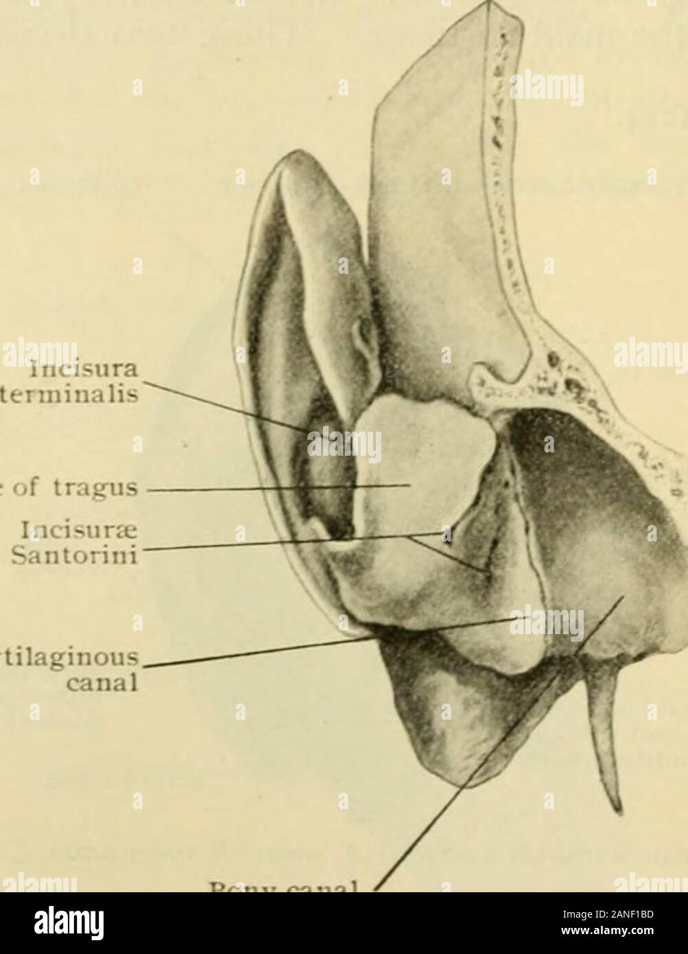 Anatomia Umana, tra cui la struttura e lo sviluppo e considerazioni di ordine pratico . e antitragus (in.antitragicHs) è attaccato alla superficie esterna surfaceof l'antitragus. Le sue fibre eseguire obliquelyfrom l'antitragus verso l'alto e backwardand sono inseriti nel caudato processo dell'elica. Sulla superficie craniale del padiglione auricolare sono trasversali e oblique di muscoli. 5. Il muscolo trasversale (m. transversus) brid.ges sopra la fossa antihelicis e extendsfrom l eminenza della fossa scafoide all'eminenza di La Concha. 6. Il muscolo obliquo (m. obliqnus), considerato da Gegenbauer come una parte del Foto Stock