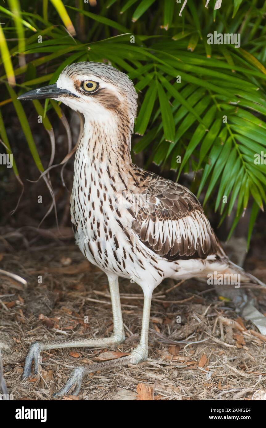 Bush Stone Curlew si trova tranquillamente sotto i cespugli a Cairns, Queensland. Foto Stock