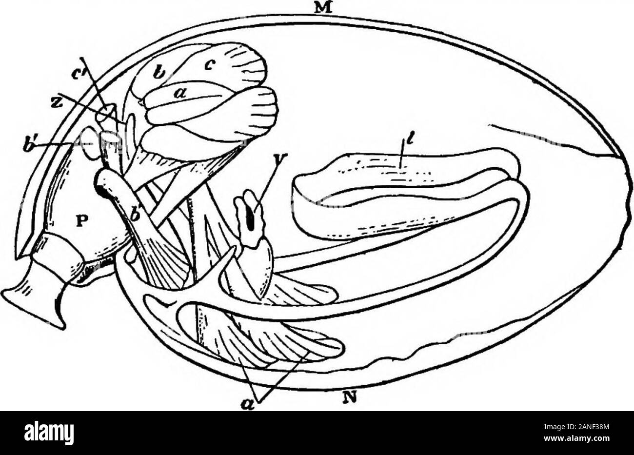Il encyclopdia britannica; un dizionario delle arti, delle scienze della letteratura e informazioni generali . rapidamente diminuendo in dimensioni diventano attaccato al cardinale processo,uno spazio o il rilievo tra le prese a yalve dorsale.L'accessorio divaricators sono, secondo le stesse autorità, una coppia di piccoli muscoli che hanno le loro estremità attaccata al ventralvalve, uno su ciascun lato della linea mediana, un po' dietro il unitedbasis dei precursori - additivi (???), e di nuovo al punto estremo del cardinalprocess. Due coppie di muscoli, apparentemente collegato con thepeduncle e i suoi movimenti limitati, hanno Foto Stock