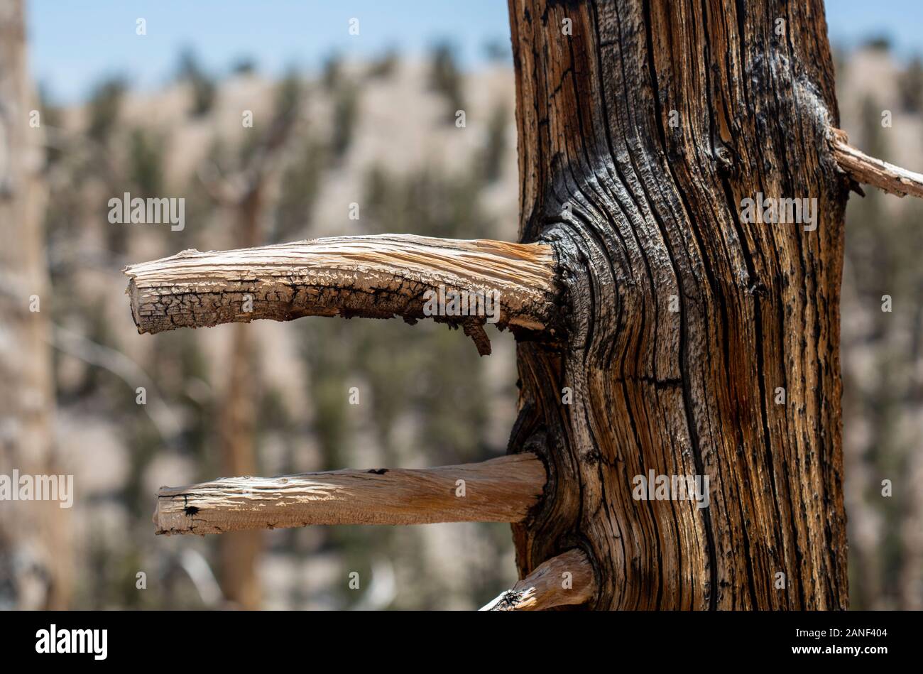 Nodose di alberi e di fiori selvaggi blooming a Bristlecone pineta vicino a Lone Pine California Foto Stock