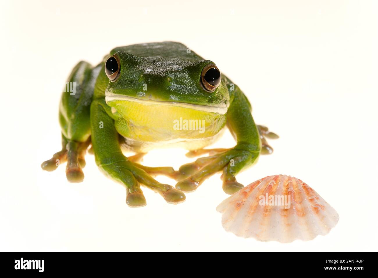 Uno studio illuminato White-lipped verde rana albero e conchiglie su uno sfondo bianco preso a Cairns, Far North Queensland, Australia. Foto Stock