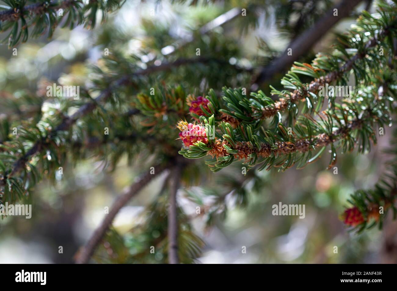 Nodose di alberi e di fiori selvaggi blooming a Bristlecone pineta vicino a Lone Pine California Foto Stock