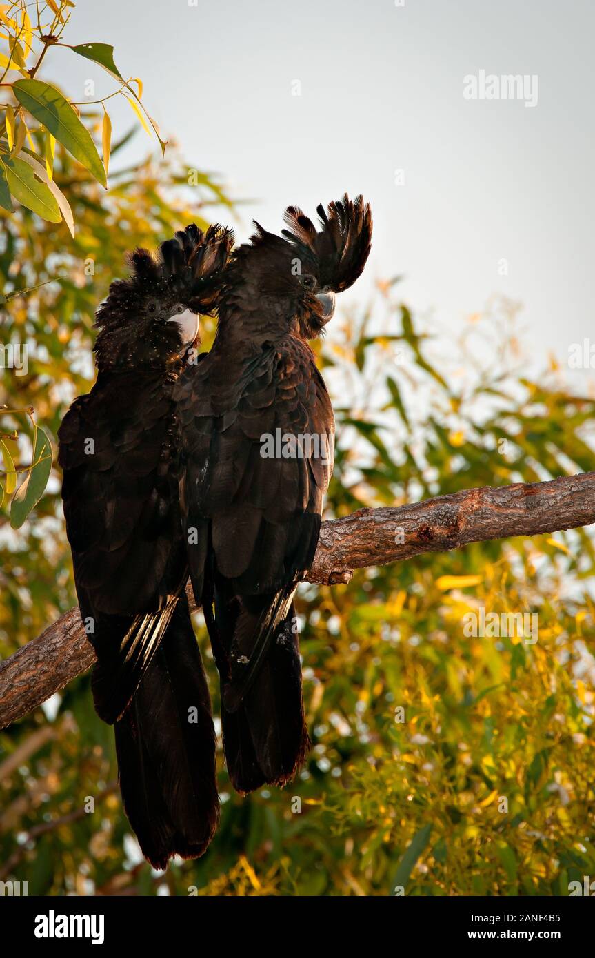 Due scarafaggi neri dalla coda rossa in un albero a Townsville, Queensland. Foto Stock