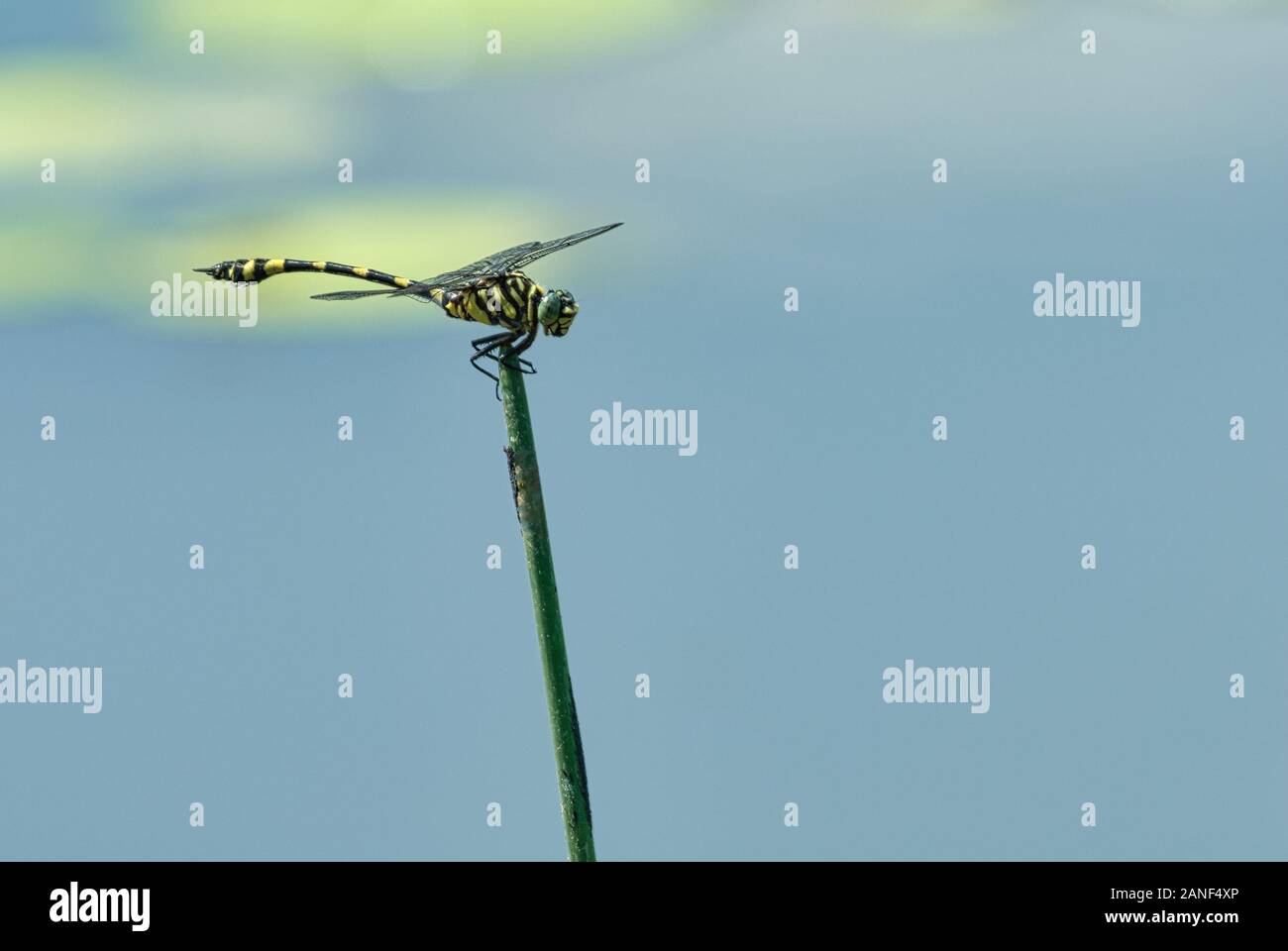 Un dragonfly australiano maturo della tigre poggia su un gambo di canna su un grande buco d'acqua nel paese del golfo del Queensland dell'Australia - Ictinogomphus australis. Foto Stock