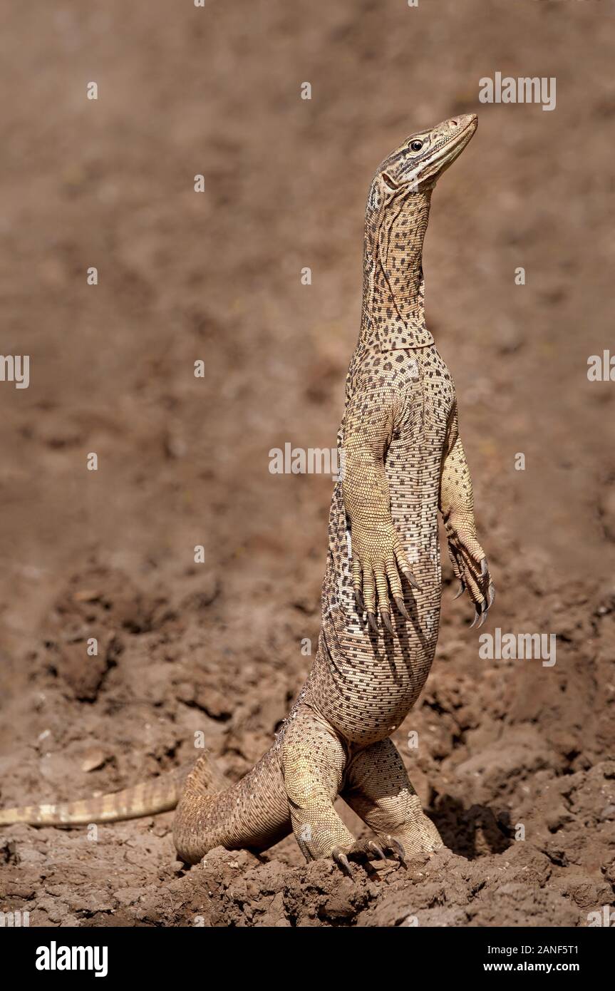 Sabbia Goanna pattugliando la sua gamma di caccia nel Queensland centro-occidentale in Australia. Foto Stock