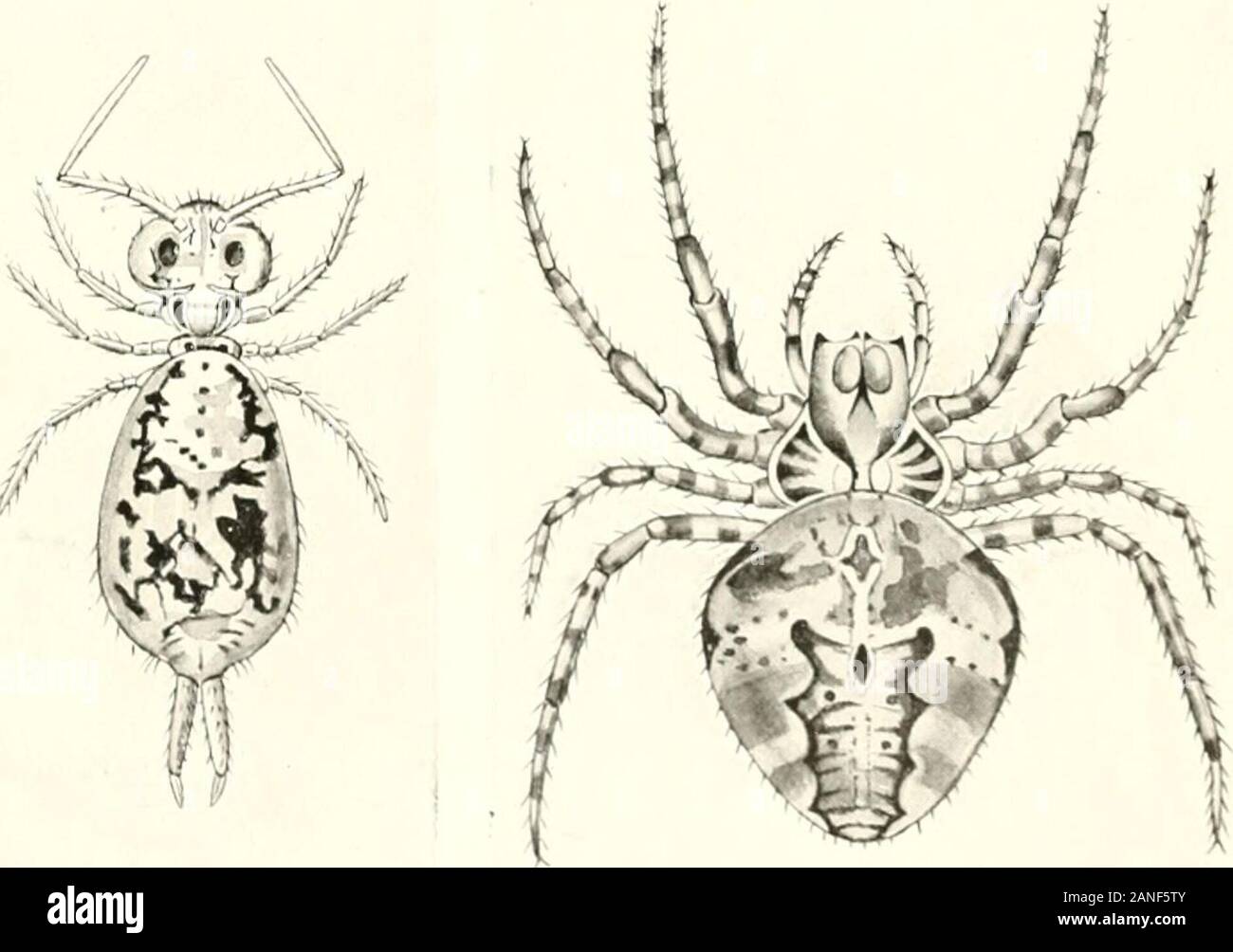 Meraviglie della vita di insetto ; un popolare conto della struttura e abitudine . per cui la parola ha poco più preciso significato.P3ut in questo lavoro ci occuperemo solo con gli animali che sono insetti acceptedas da modernnaturalists ; per thoughwe deve endeayour todescribe loro strutturae i loro modi in languageimderstanded di conoscenza delle persone, speriamo di speakwith la precisione che isoften voglia in p&LT;)i)ularaccounts. Tutta la moltitudine in forme di vita animale haye stati ordinati per naturalisti e collocati in un certo numero di grand diyi- tanze secondo il loro possesso di determinate . ,^ , . ", . Ho Foto Stock