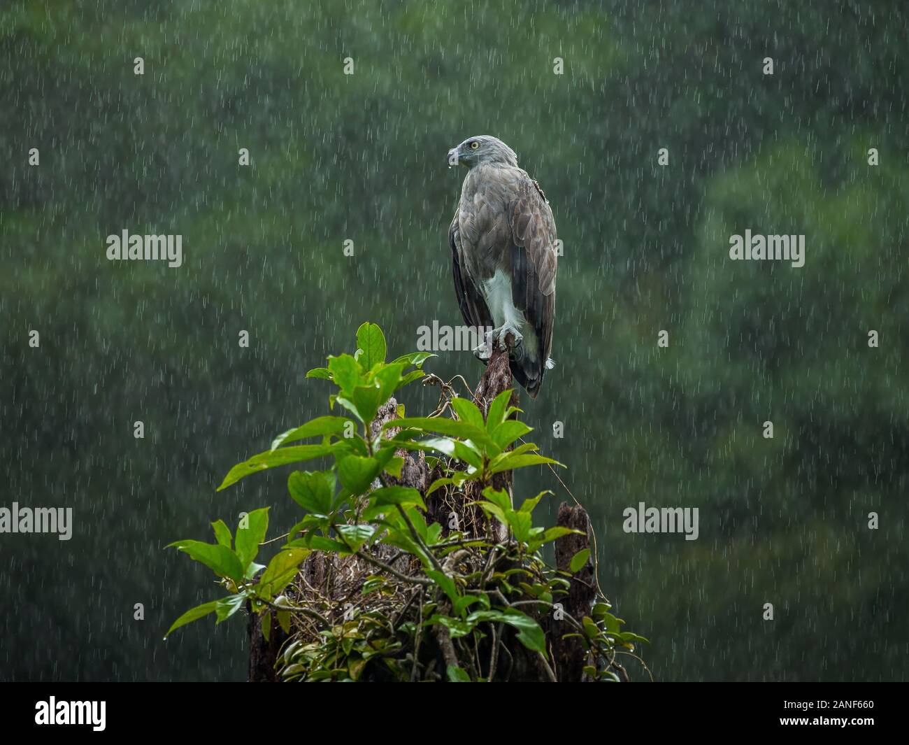 Cloes fino a minor Fish-Eagle in piedi sul moncone sotto la pioggia,raro uccello,simpatico uccello,nel sud della Thailandia Foto Stock
