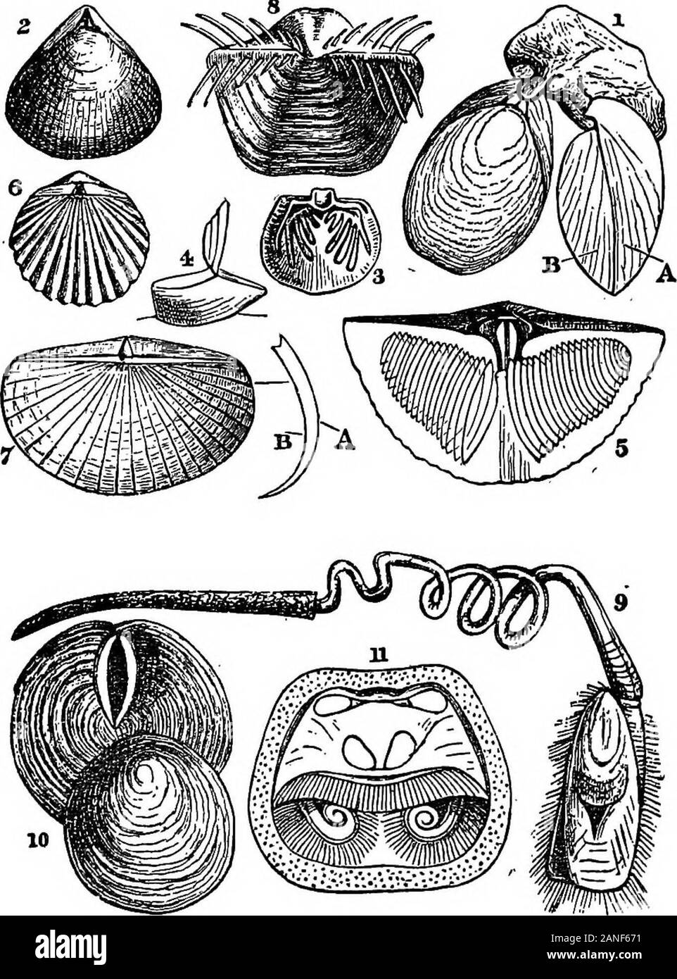 Il encyclopdia britannica; un dizionario delle arti, delle scienze della letteratura e informazioni generali . 36o BRACHIOPODA ma la custom ha continuato a prevalere tra nationsto orientale il tempo presente e molti dei tipi che sono stati commonin Europa in tempi preistorici sono ancora indossati in Asia centrale. Un trattato, DeArmillis Veterum, da Thomas Bartholinus, waspublished ad Amsterdam nel 1676. BRACHIOPODA, un importante e ben definita ma extremelyisolated classe di invertebrati. Il gruppo può essere definito nelseguente modo: sessili Coelomata solitario con gusci bivalved usuallyof disparità di dimensioni e disposti dorso Foto Stock