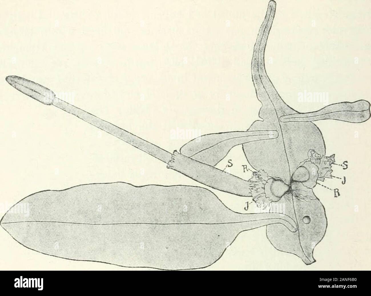 Organography di piante, in particolare del archegoniatae e spermaphyta . l cella in modo da separarsi producea come la condizione matura suggerisce di non prendere posto (vedi fig. 15). È caratteristico della diramazione che un lobo centrale germogli outbetween i due nuovi apici e è la base comune per le ali del twoseparating germogli laterali (Fig. 14). Pellia epiphylla differisce da P. calycina e Blyttia Lyallii da B. decipiens in proposito.Vedere Leitgeb, Untersuchungen iiber die Lebermoose, iii (1S75), pagg. 54, 80; agricoltore, Studi inHepaticae : Su Pallavicinia decipiens, Mitt., Foto Stock