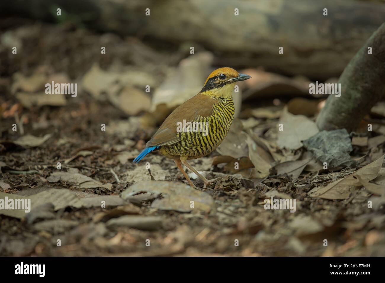 Una femmina di Gurney Pitta residente rare,endemico della Thailandia.(Pitta gurneyi) Foto Stock