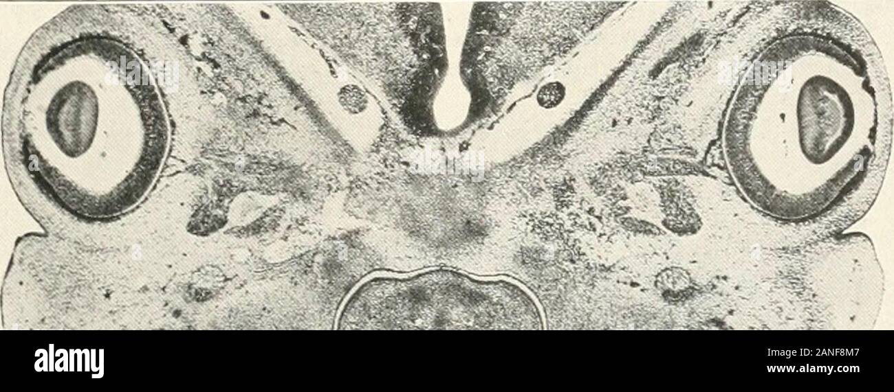 Contributi alla anatomia e sviluppo delle ghiandole salivari nel mammalia . Fig. 38.. Foto Stock