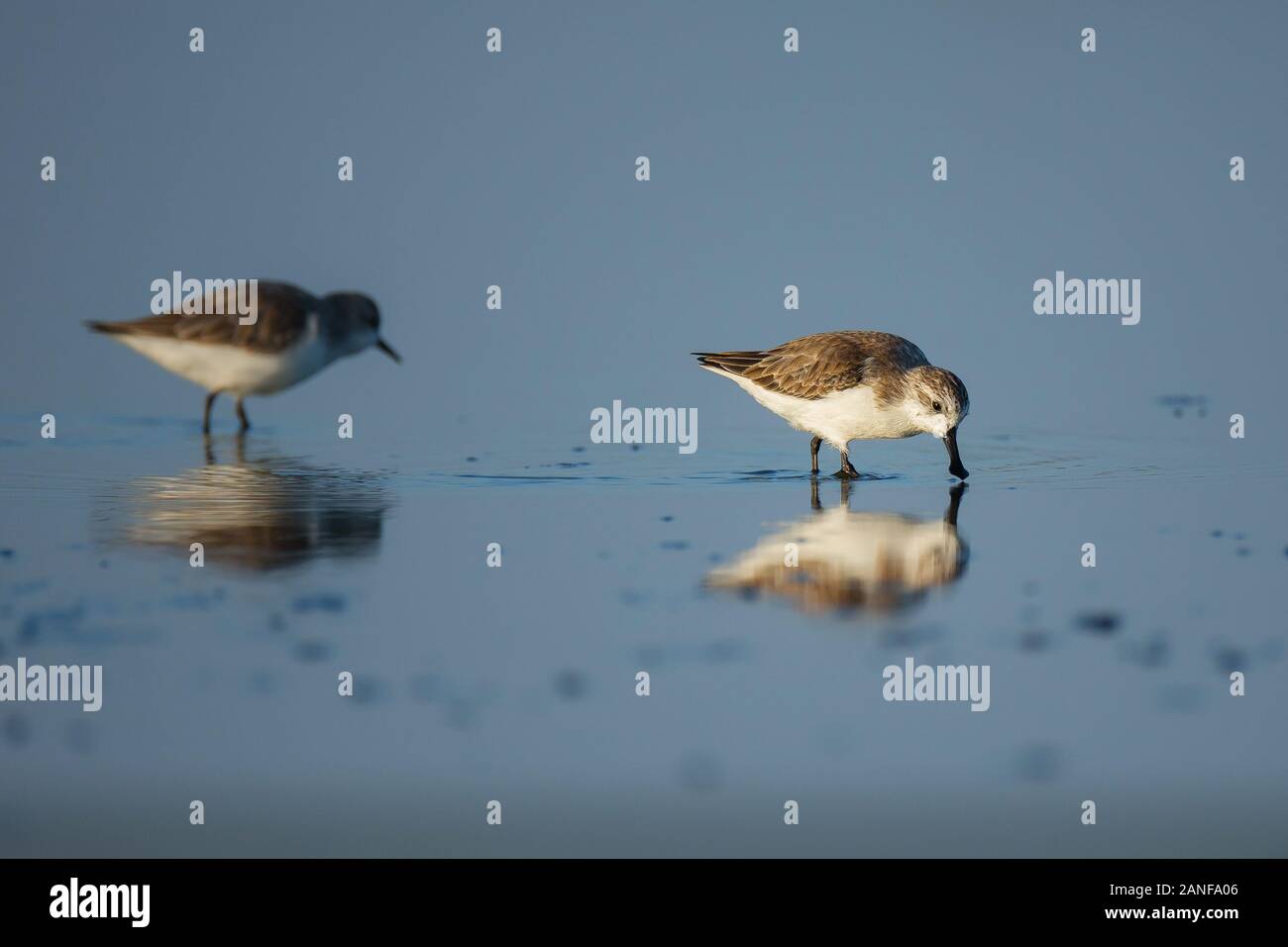 Spoon-fatturati Sandpiper e uccelli costieri all'interno golfo di Thailandia.Molto rari e criticamente le specie in via di estinzione del mondo,passeggiate e foraggio in w Foto Stock