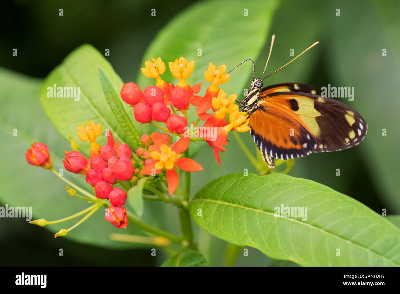 Tiger Heliconian - Heliconius ismenius, bella brushfoot colorate butterfly dal Centro e Sud America prati, Ecuador. Foto Stock