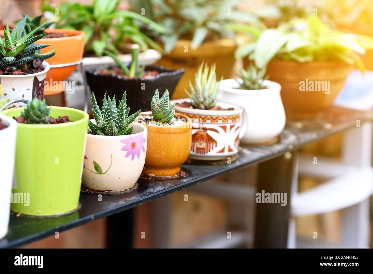 Varie le piante succulente pentole a stare in casa in un giardino a giornata di sole. Foto Stock