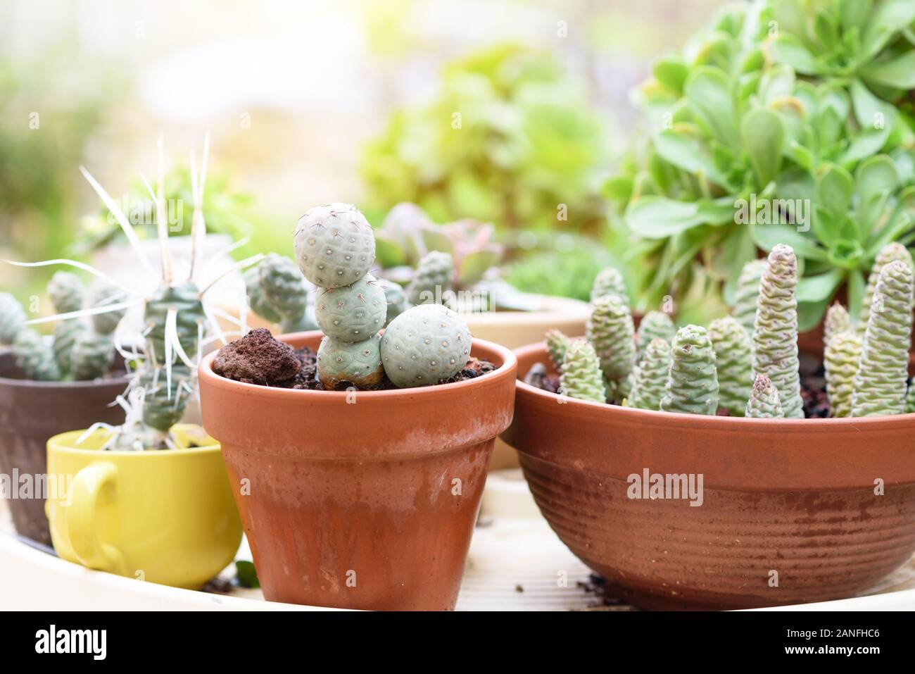 Gruppo di Tephrocactus le piante succulente in un giardino soleggiato. Foto Stock