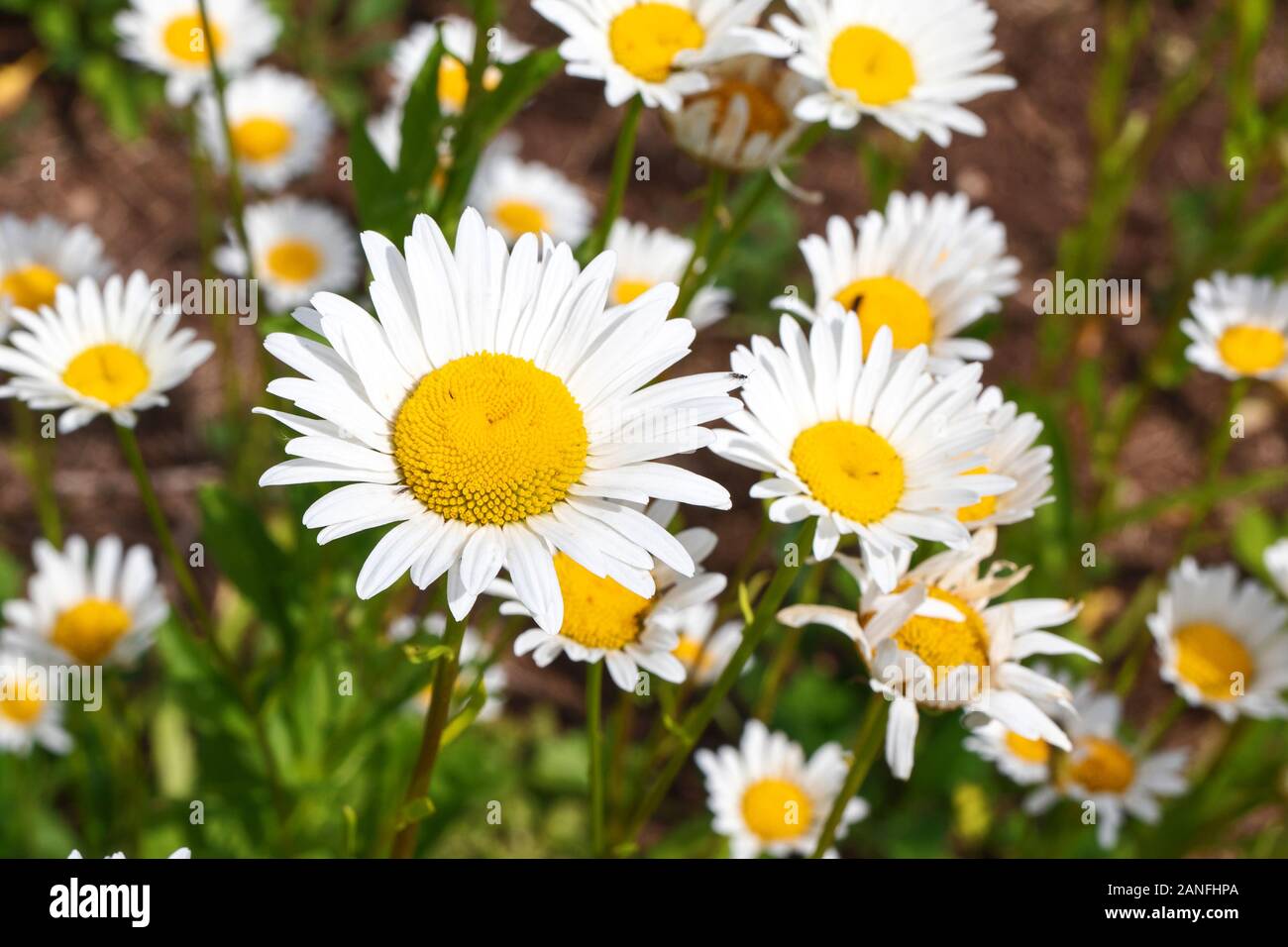 Fioritura di margherite. Oxeye daisy, Leucanthemum vulgare, margherite, comune daisy, cane daisy, Luna daisy. Foto Stock