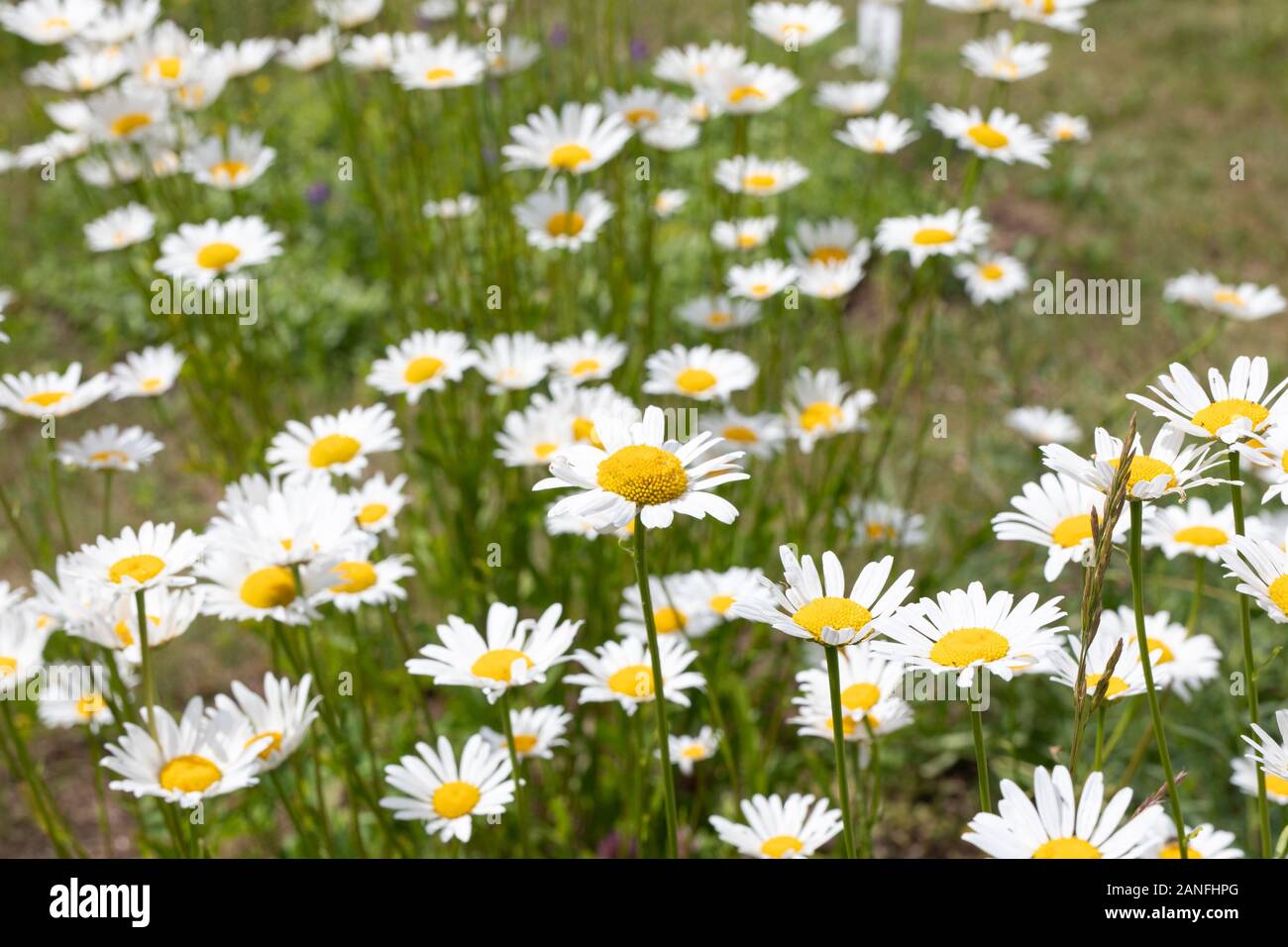 Fioritura di margherite nel prato. Oxeye daisy, Leucanthemum vulgare, margherite, comune daisy, cane daisy, Luna daisy. Foto Stock