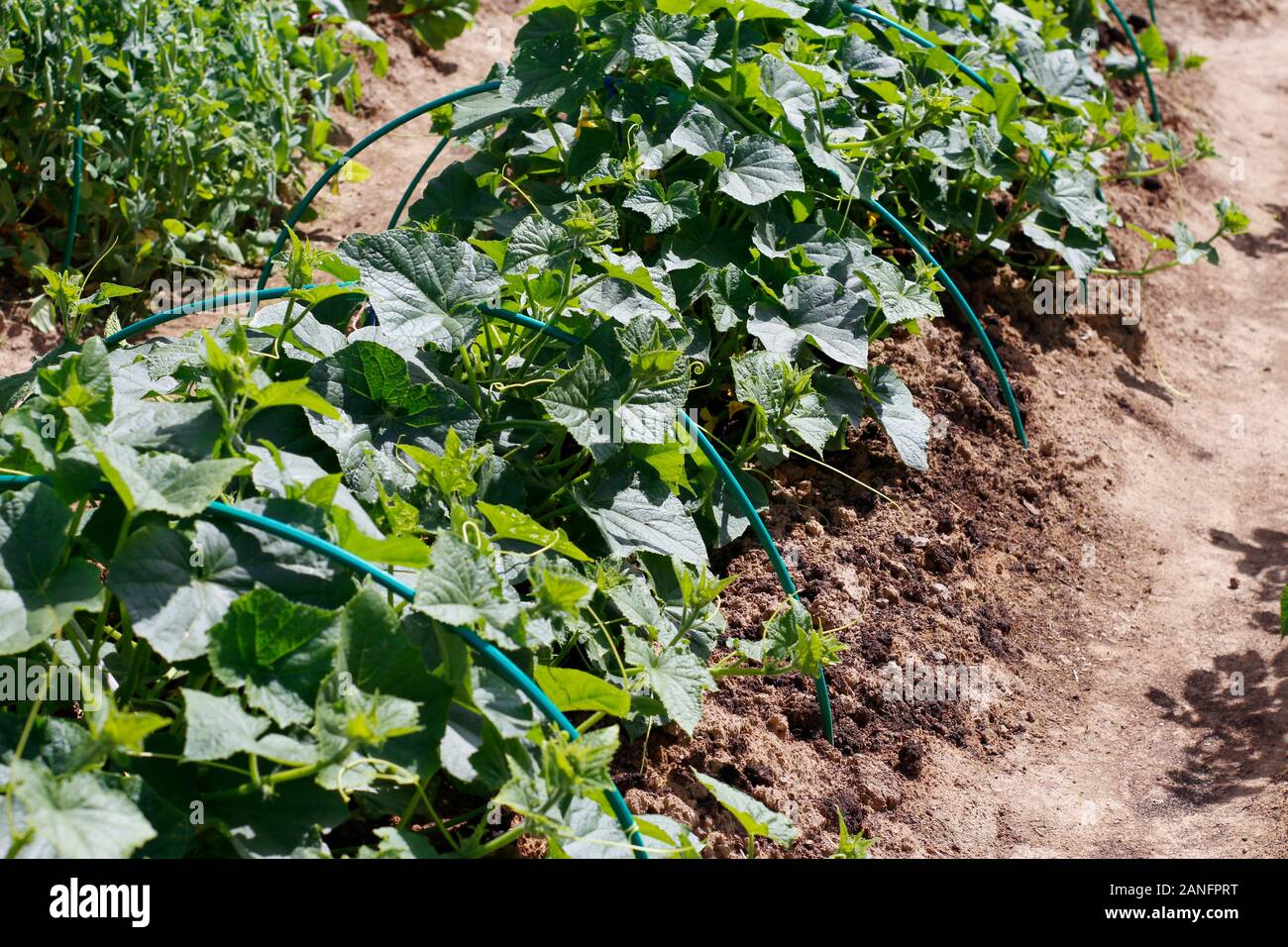 Una fila di verde piante di cetriolo. Letti con giovani cetrioli. Cetrioli crescere nel terreno in terreno aperto. Giardino nel villaggio. Coltivare ortaggi freschi i Foto Stock