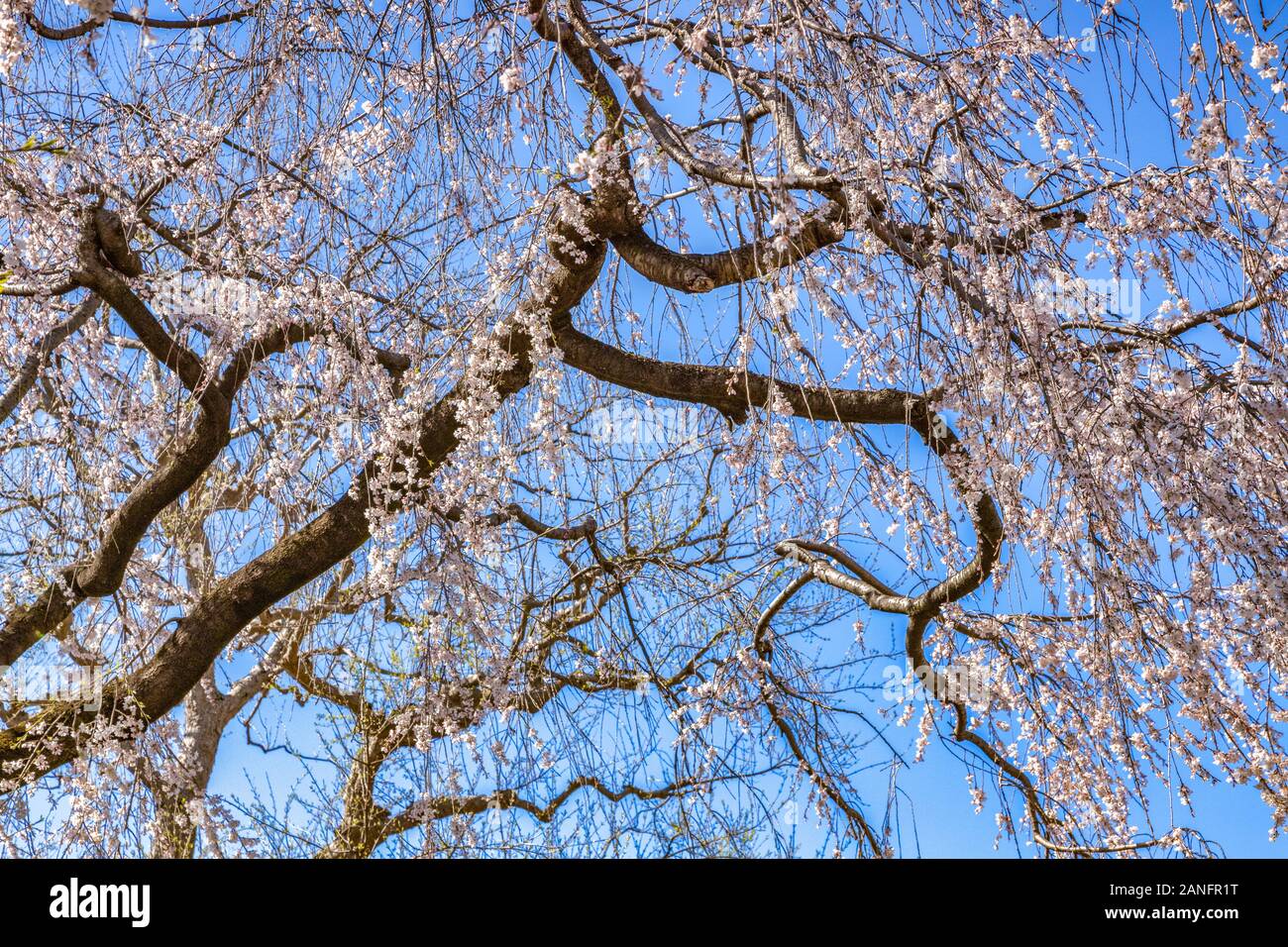 Ciliegio contro il cielo blu a Tokyo in Giappone Foto Stock