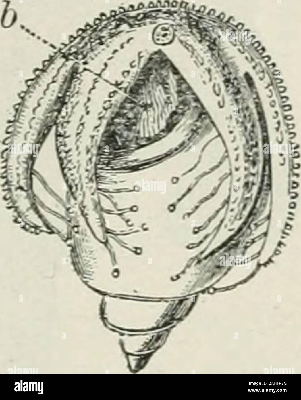 Principianti " zoologia . -Sezione di uno rav e la porzione centrale della stella di mare. /I&GT;/i&LT;/a legare i piedi più o meno estesa; una", eye spot;X-, branchie; da, stomaco; "Io, madreporite; .s/, pietra canal;p, ampolla; ei, ovaio.. Gli echinodermi (^spinoso ANIMALI) 37 la respirazione. - La systern di wate7- navi serve la additionalpt/rpose di portare acqua contenente ossigeno a contatto withvarious parti del corpo e la stella di mare era in precedenza thoughtto non hanno particolari organi respiratori. Tuttavia vi sono dei fori nella parete aboral attraverso cui le pieghe del delicato rivestimento-mem brane sporgere. Questi sono Foto Stock