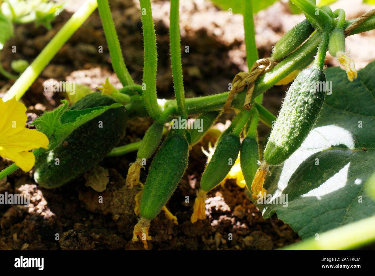Cetrioli crescere nel terreno in terreno aperto. Giardino nel villaggio. Coltivare ortaggi freschi nei letti. Pulire ecologico verdure. Cibo vegetariano. Foto Stock