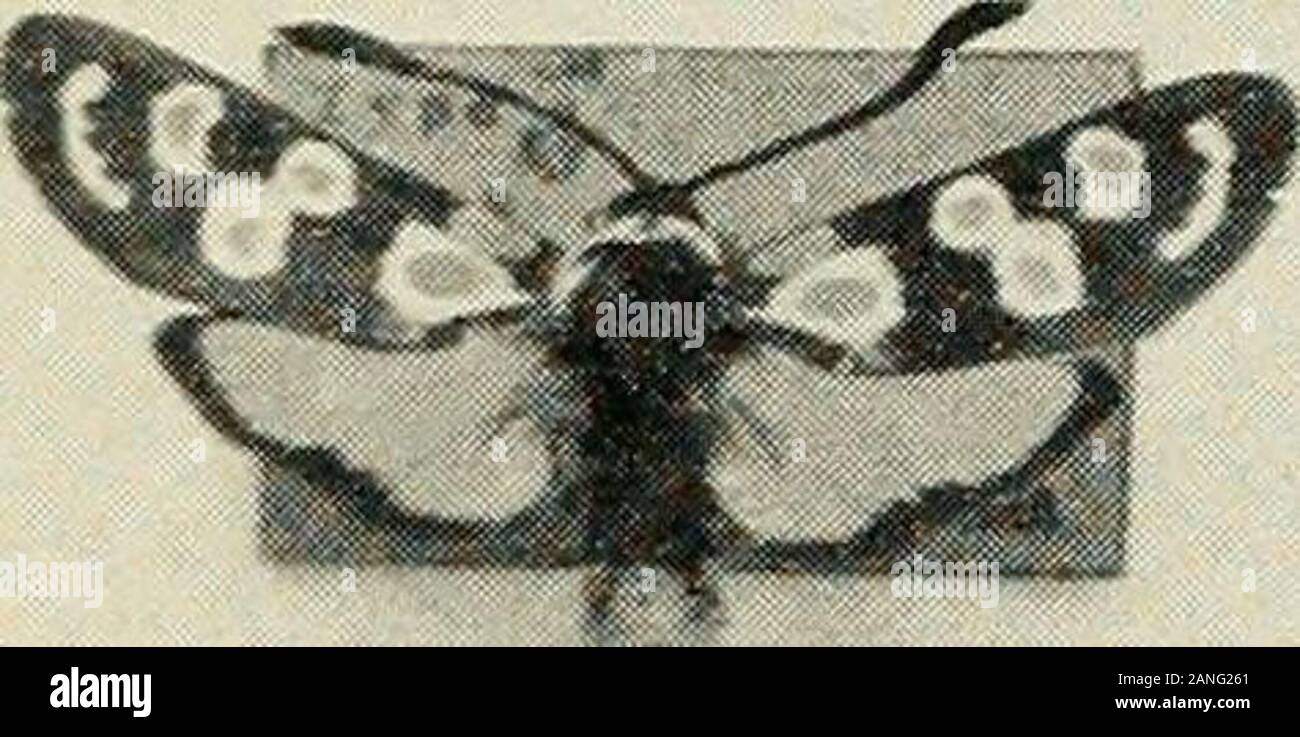 L'entomologo di registrare e ufficiale di variazione . E.S. L'unico libro del suo genere, dando un Profusamente illustrò comprehensivesurvey di tutte le famiglie della British Diptera (due-winged mosche), 48 platesin colore, 51 semi-piastre di tono e 50 testo le figure e gli schemi. 35s net i bruchi delle farfalle britannico da W. J. STOKOE e o. G. H. STOVIN include le uova, Chrysalids e piante alimentari. Sulla base del burro-mosche delle isole britanniche di RICHARD SUD, F.R.E.S. Con 348illustrazioni-68 a colori. Anche un articolo che danno le istruzioni andHints sull allevamento di farfalle in Captivi Foto Stock