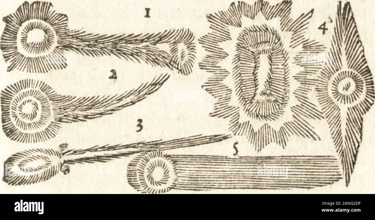 De naturae diuinis characterismis, seu, Raris & admirandis spectaculis, causis, indiciis, proprietatibus rerum in partibus singulis vniuersi, libri II . I. tnyoms. 1. Twyevlcit. 3. dnovTict^ 4. £"pw.5. hrxtvf. 6* nfAim. 7.Ti5iTH(. E. Mjj.rct^icif.$, i7T7rtnv(. tiimeopertpretiumduxkquodfigurarumnon ui definitutmmerus videatur,quin ex ante pUratfc relatis ad vnuper^imantgenus, vtfolis & djpeifimilttudo &gt;futereafden$ quoqut CAPVT VI HO T. tff quoque mmtur & alu,aut faltem inctdere innumerabtUspofmt: ceu qu& tubam referant, qu&peclen, qua quadra-ta, qus, duobus aut tribus cornubus infignita. nam Foto Stock