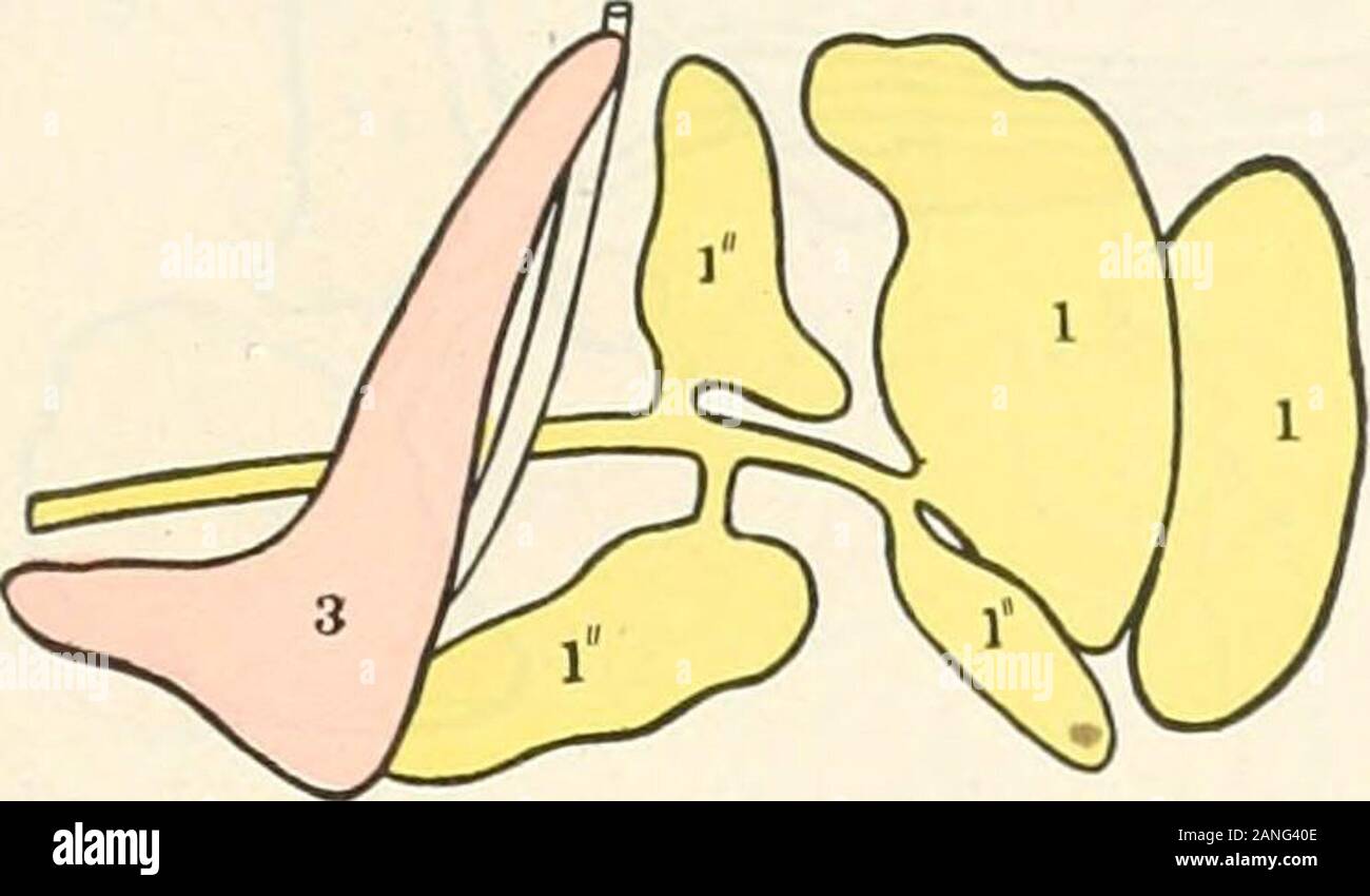 Contributi alla anatomia e sviluppo delle ghiandole salivari nel mammalia . Fig. 28. Schema di umano adulto salivari alveolingual complessa (parte I, Fig. 16)./. Premistoppa sottomascellari e condotto.1. Accessorio ghiandole sottomascellari e condotti.J, 3. Minore ghiandole sublinguali. In questi casi il principale condotto sottomascellari (/) riceve bothdorsal e accessorio ventrale condotti sottomascellari (/) Drenaggio iso-affini supramylohyoid accessorio ghiandole sottomascellari. I corrispondenti schemi sono riportati nelle figg. 27, 28, 29 e 30, PRIMATE ALVEOLINGUAL AREA SALIVARI 153 Parte IV, e le linee seguite nella genet Foto Stock