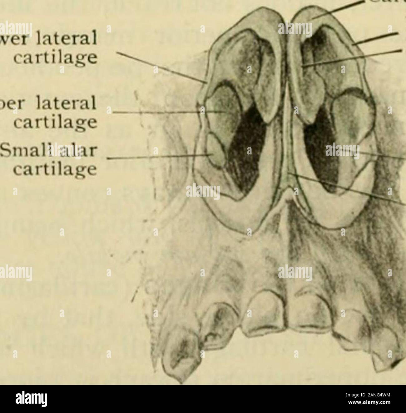 Anatomia Umana, tra cui la struttura e lo sviluppo e considerazioni di ordine pratico . Tessuto osseo e cartilaginou- del naso, aspetto anteriore. in prossimità della cresta nasale.essi sono attaccati al carti-lage e osso da tissueand fibroso situato al di sotto della fodera mucousmembrane fosse nasali.il loro interesse principale è la loro rela-zione di rudimentali organof Jacobson (pagina 1417) belowwhich mentono. In animali incui gli organi sono ben devel-ciclomotore cartilagini queste forma i potenziamenti alla sicurezza in ios proteggono)-ing e supporto di pergamene ; inman, tuttavia, sia organ andcartilage sono così debolmente developedthat thev perdono la loro stretta r Foto Stock