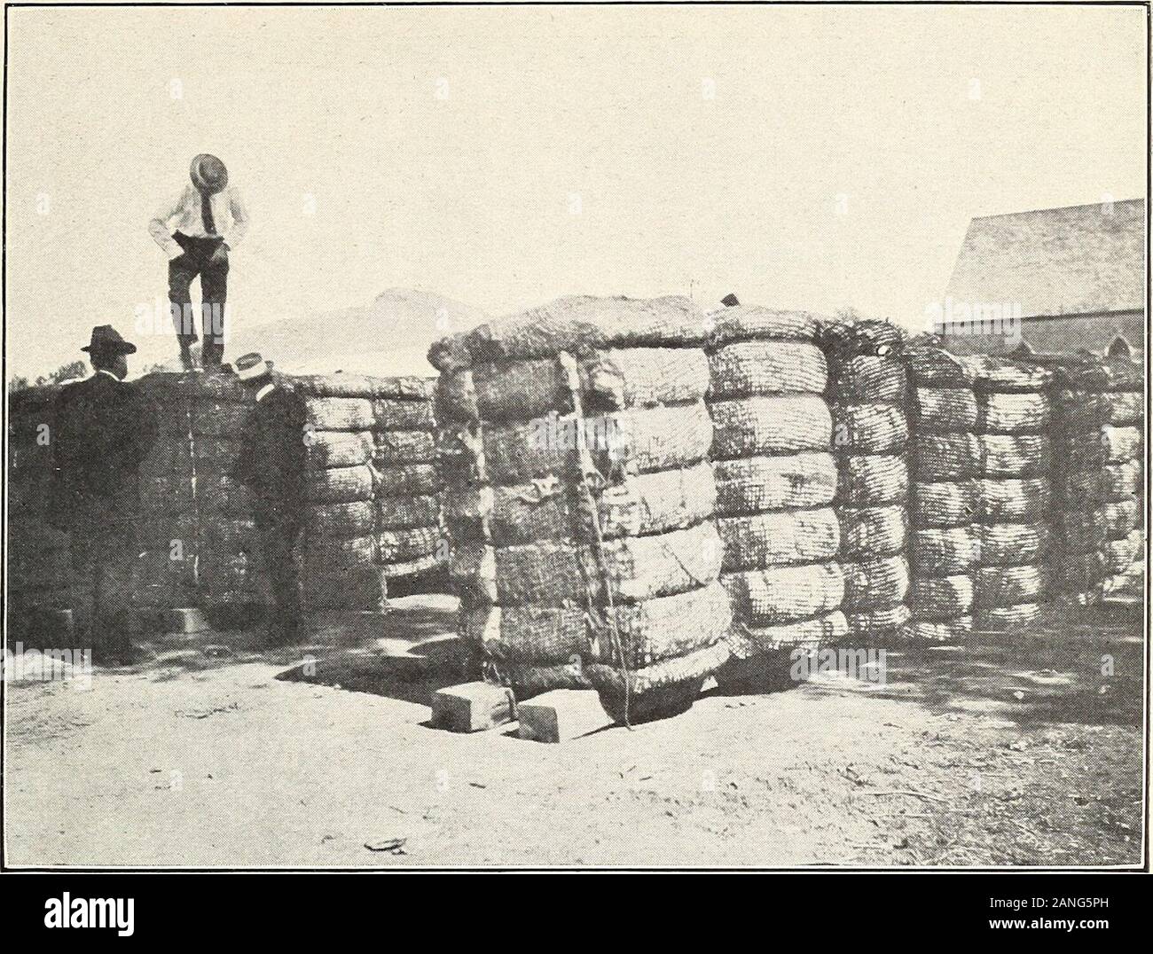 La gestione e la commercializzazione del cotone Arizona-Egyptian del sale lungo la valle del fiume . V& Fig. 2.-Gin-Compressed balle. Lug. 311, U. S. Dipartimento di Agricoltura. Piastra III.. Fig. 1.-Il cotone in appoggio sul materiale sciolto di imballaggio. Foto Stock