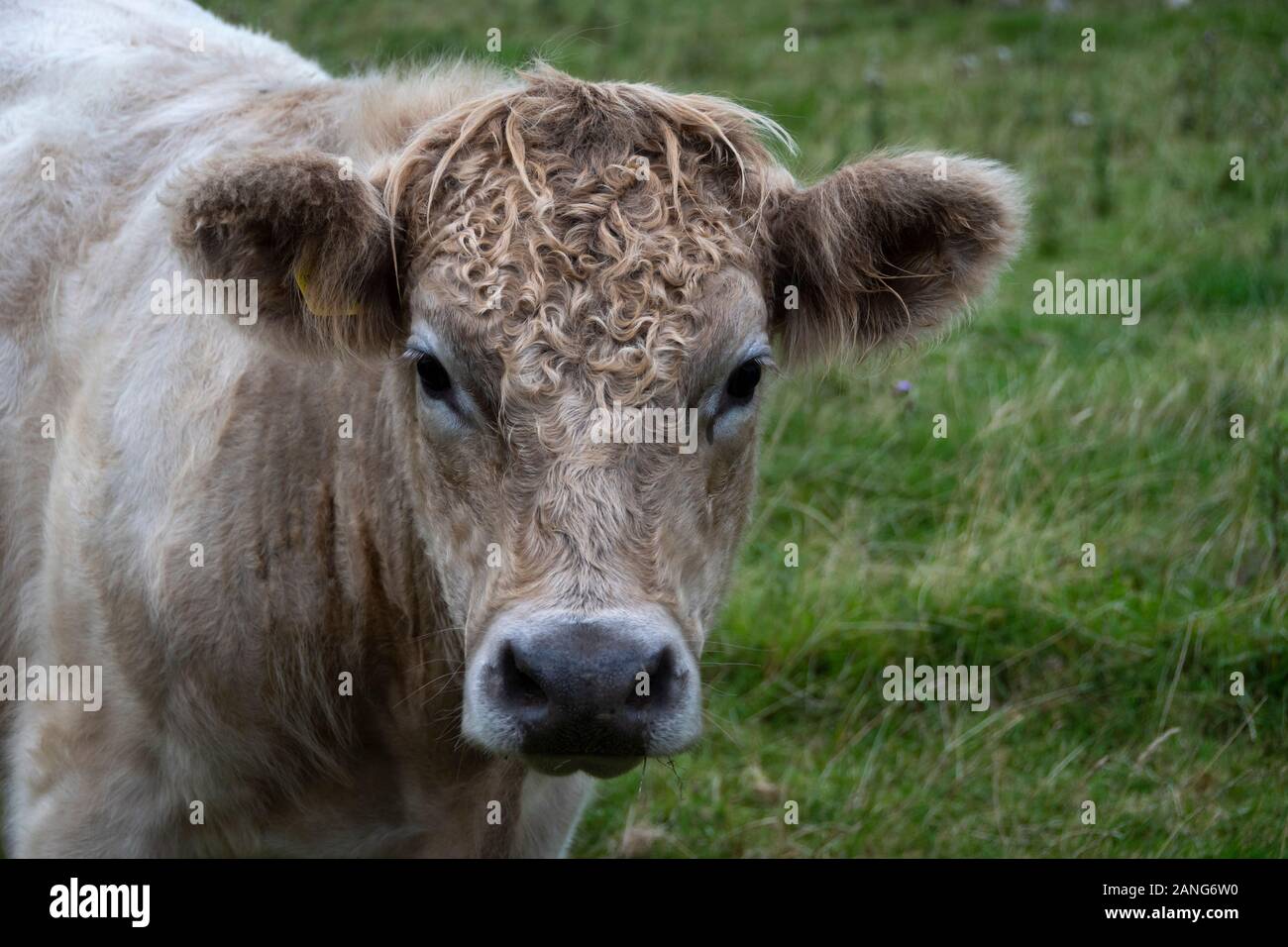 Curioso mucca in campo vicino Tywyn (Towyn), il Galles Foto Stock